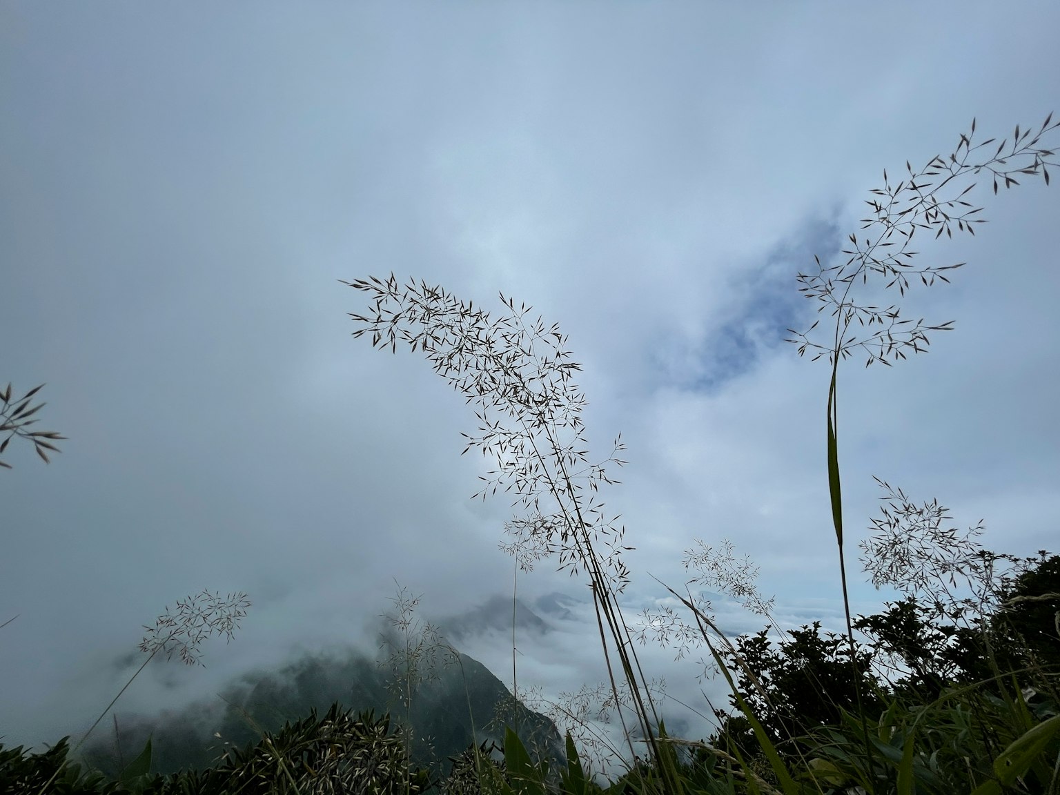 笼罩在雾中的山脉景观与高草