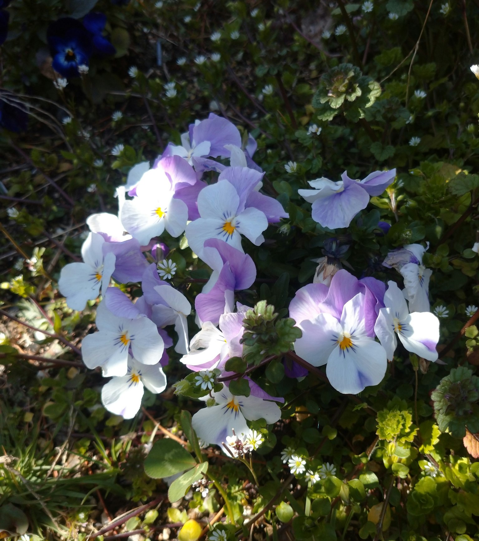Un groupe de fleurs violettes et blanches fleurissant dans une zone herbeuse