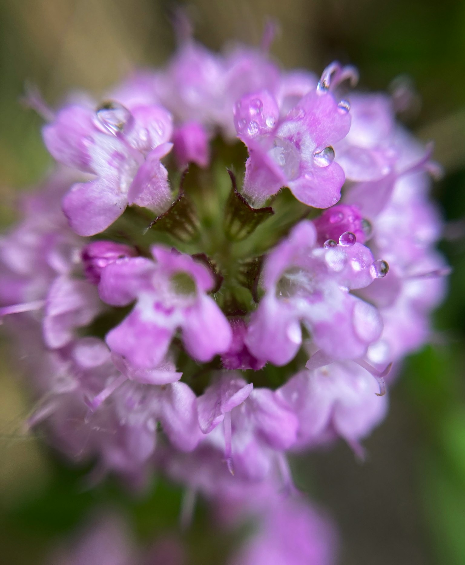 Primo piano di un fiore viola con gocce d'acqua