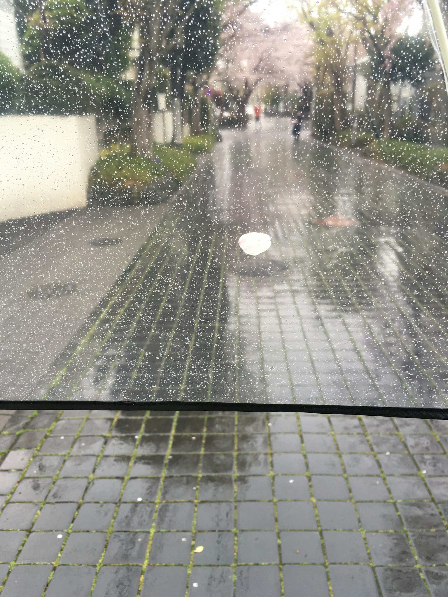 Pemandangan jalan yang dipenuhi pepohonan basah karena hujan dengan bunga sakura di latar belakang