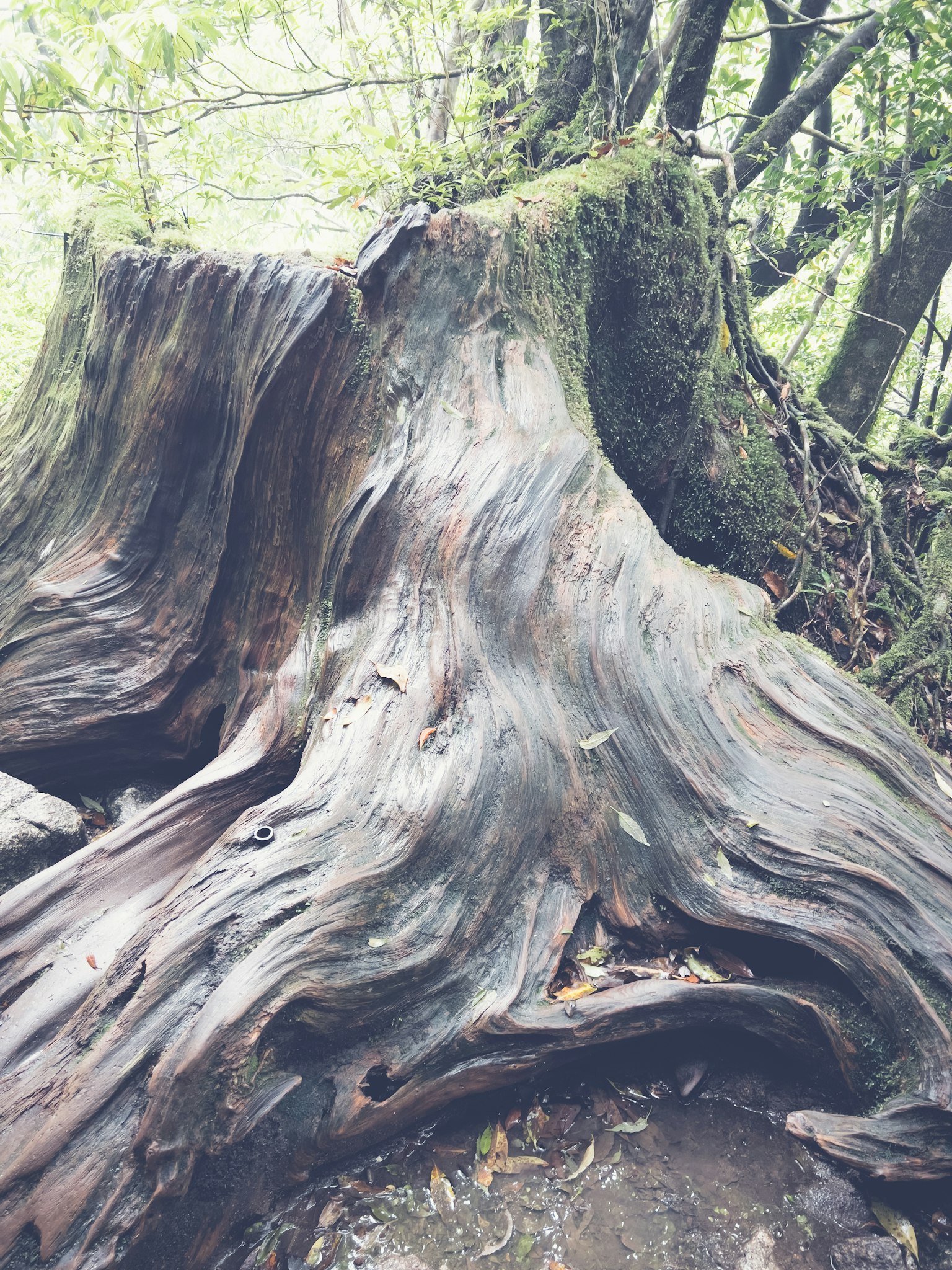Gran tocón de árbol que muestra un grano de madera intrincado y musgo
