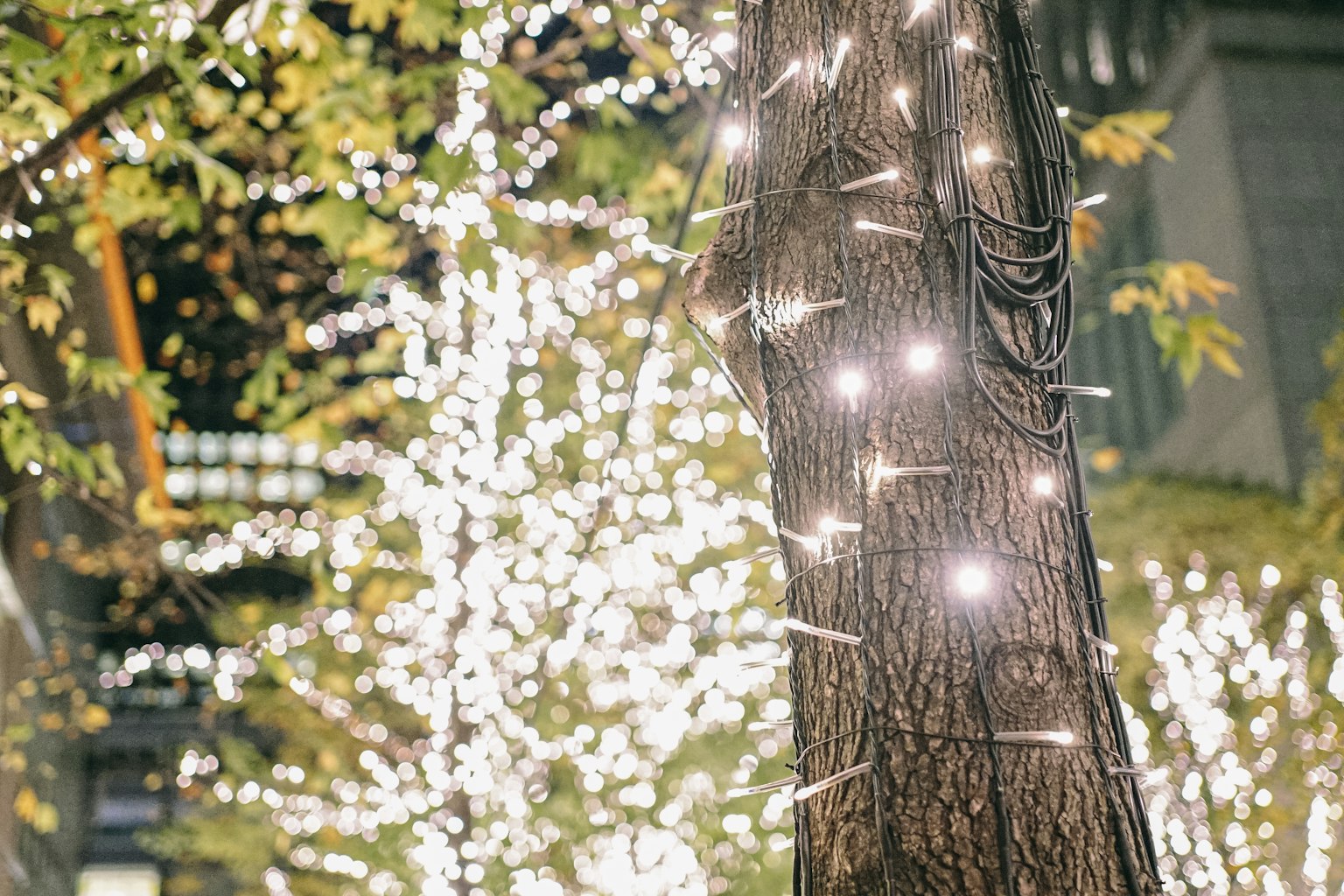 Árbol envuelto en luces brillantes con luces borrosas de fondo
