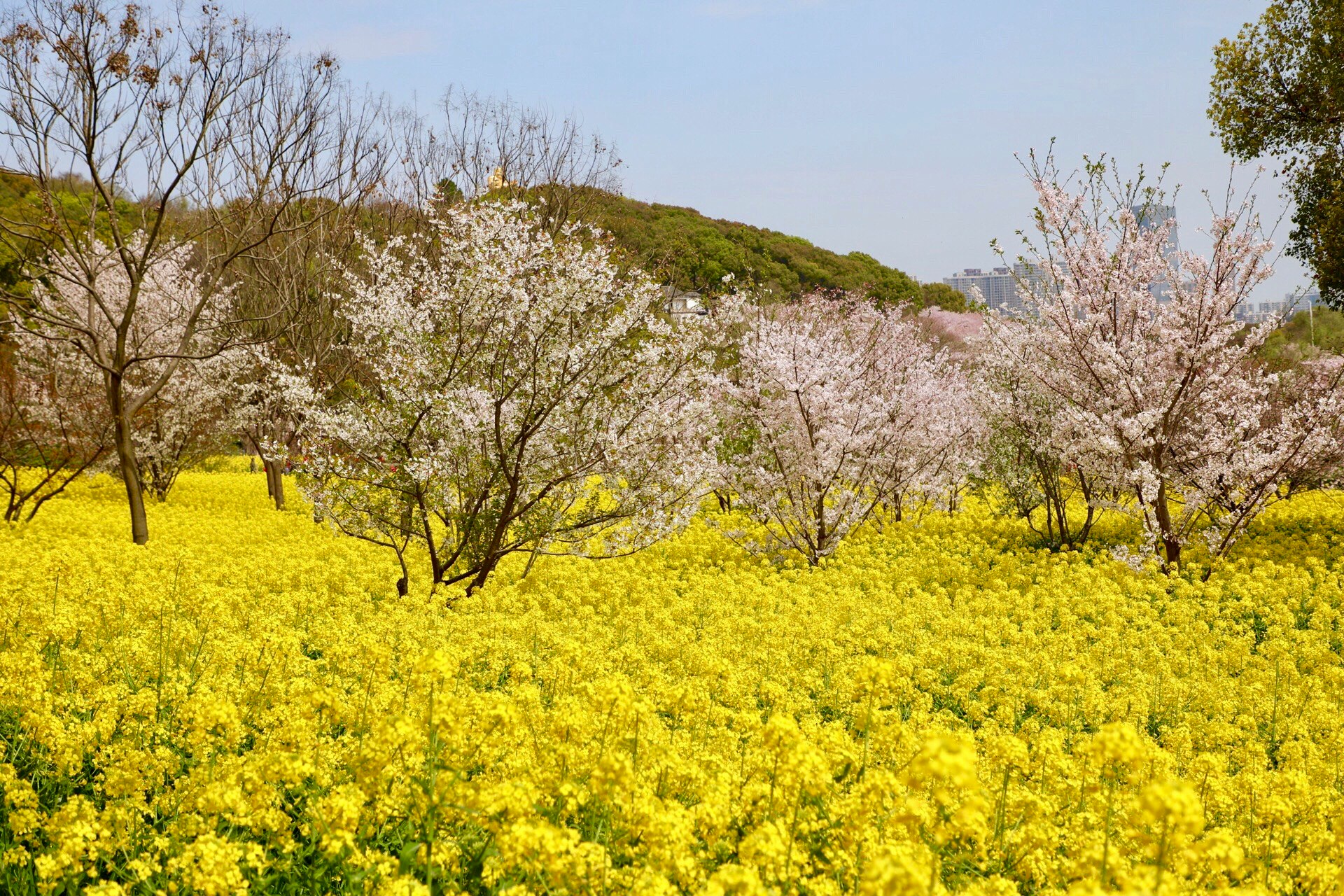 paesaggio collinare primaverile con fiori di senape e ciliegi in fiore