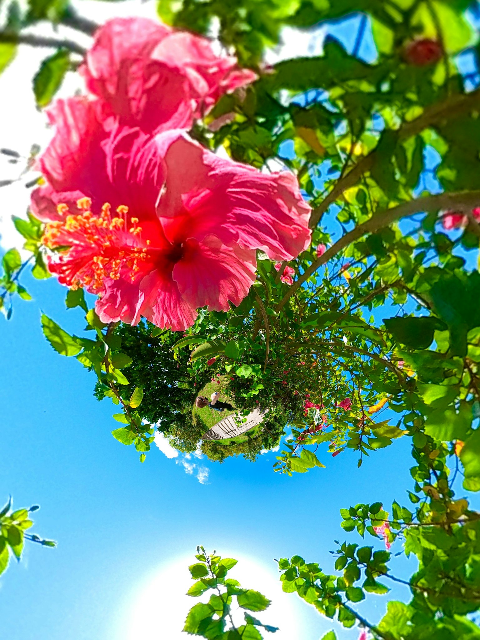 Bunga hibiscus merah muda cerah di bawah langit biru dikelilingi daun hijau