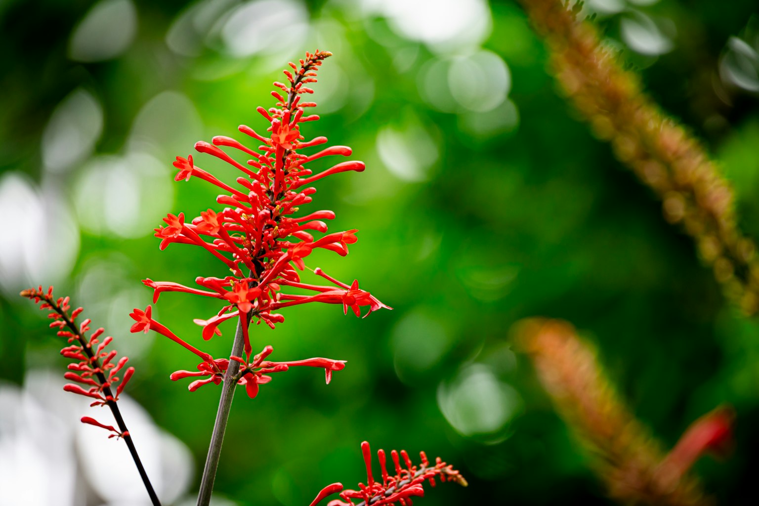 A striking red flower against a lush green background