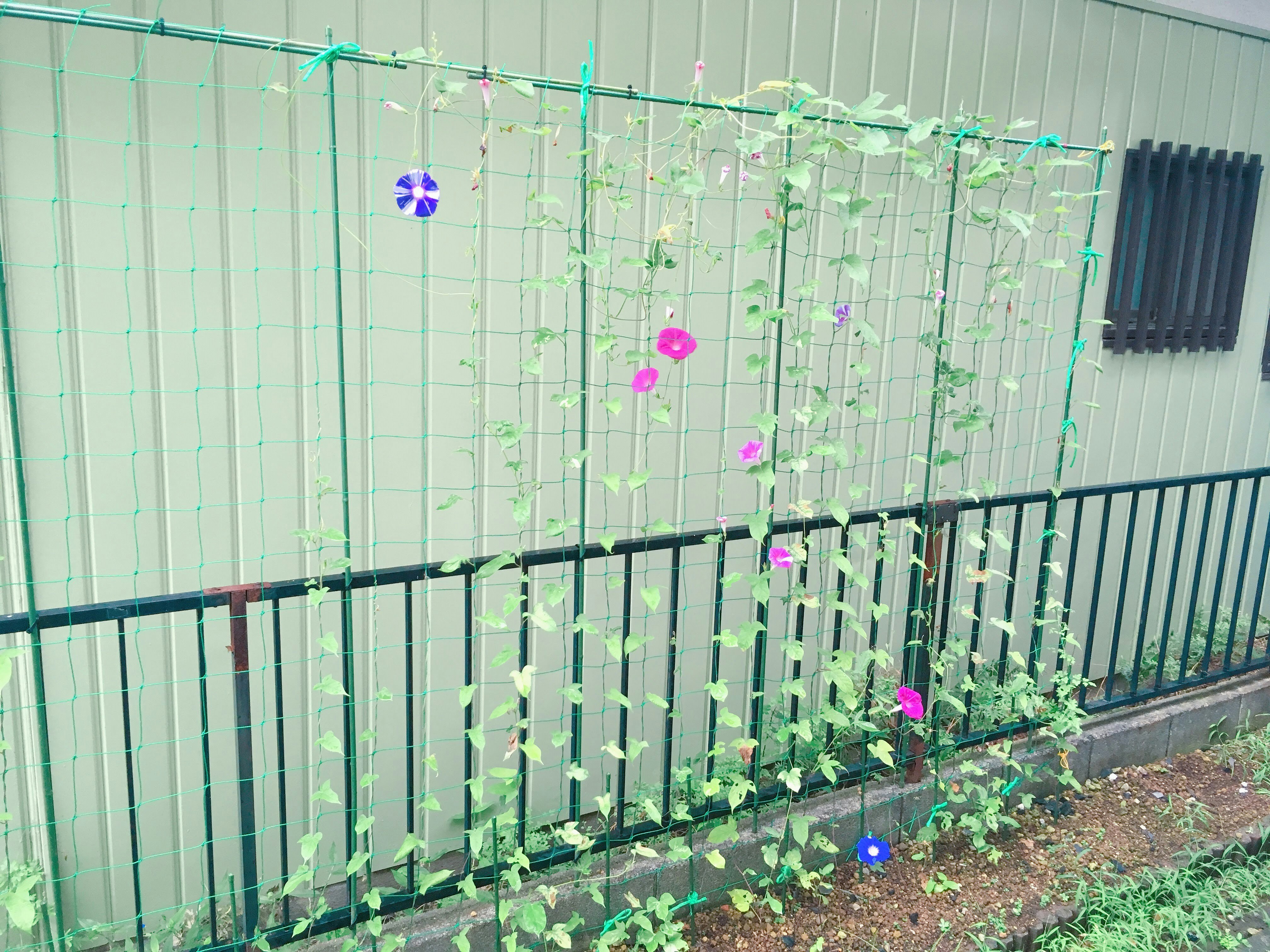 フェンス沿いに咲く花と緑のつる