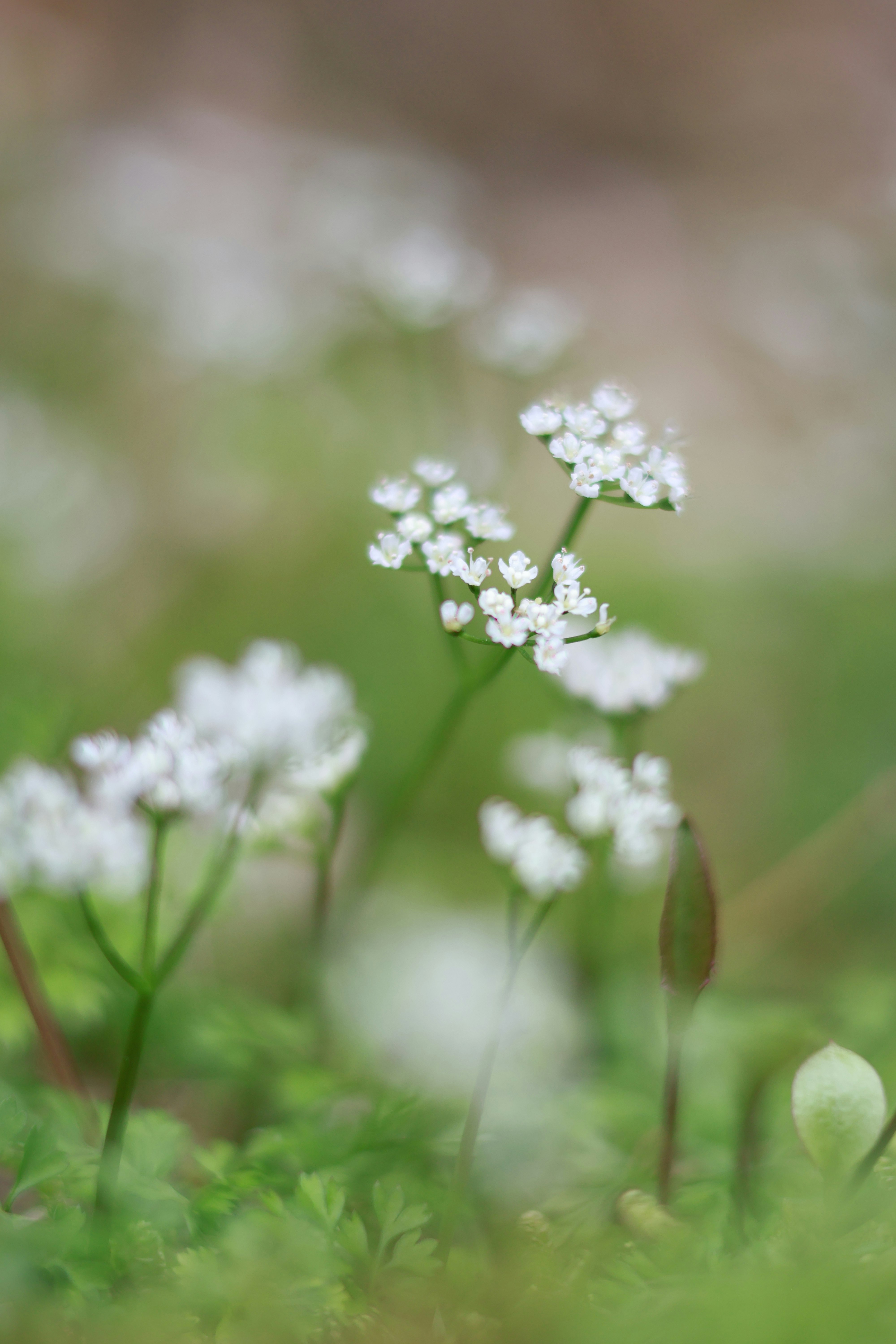 Early-spring sentousou white blossoms in soft focus