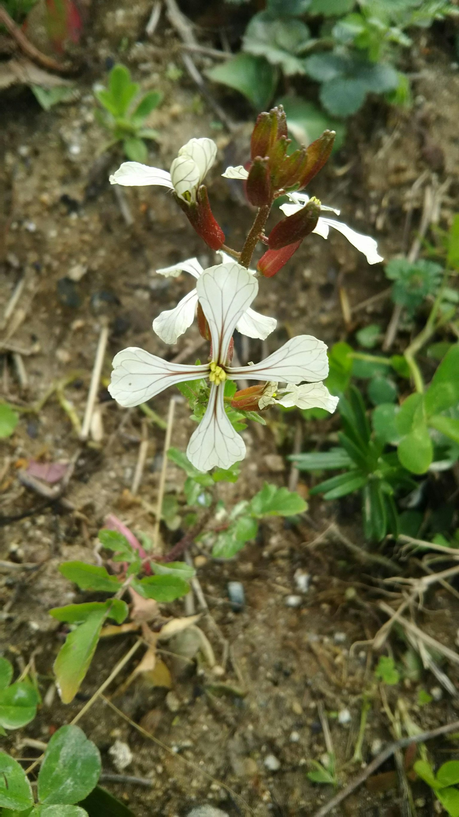Photo en gros plan d'une plante avec des fleurs blanches et des feuilles vertes