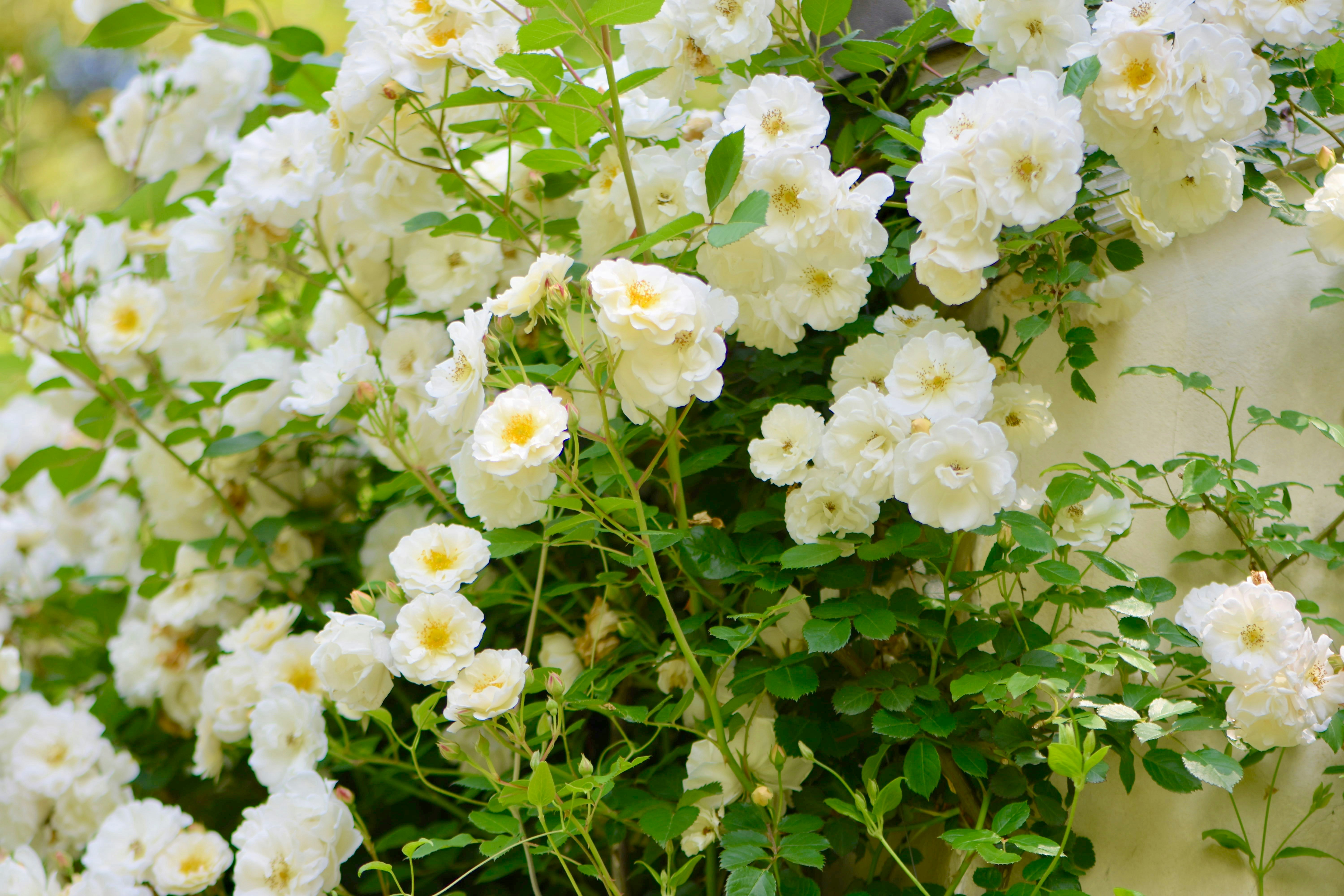 白いバラの花が咲き並ぶ庭の花壇