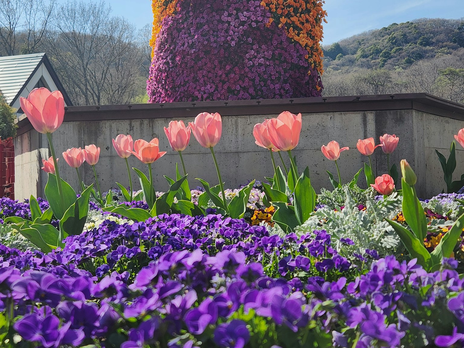 Lebhafte Gartenszene mit blühenden rosa Tulpen und lila Blumen