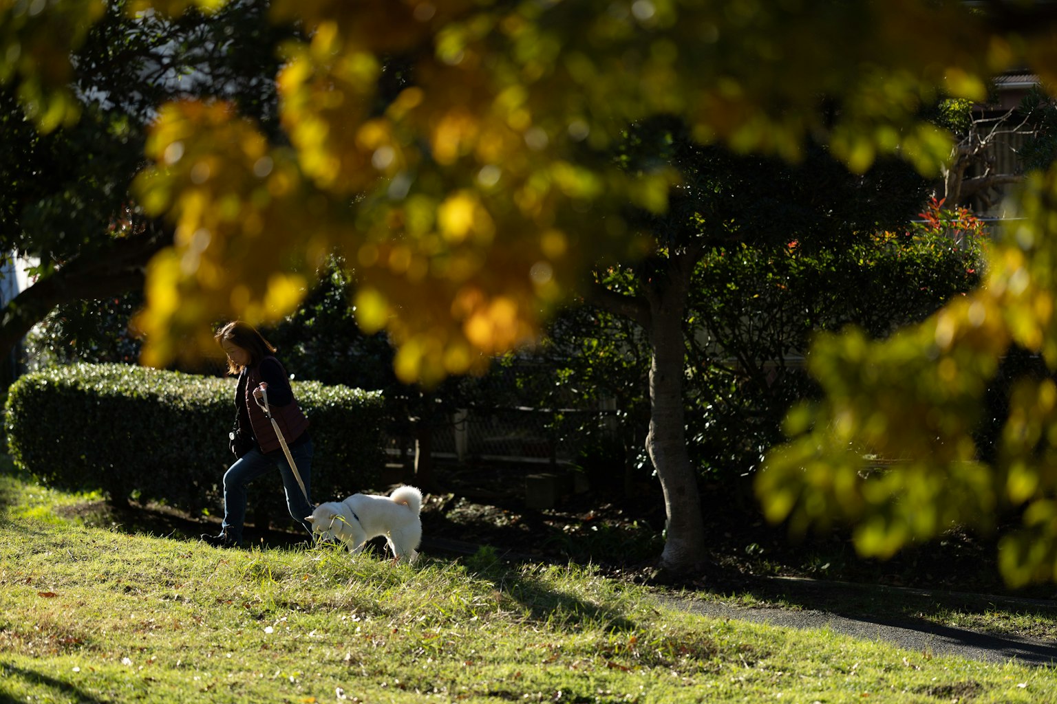 A person walking a dog in a park with autumn leaves