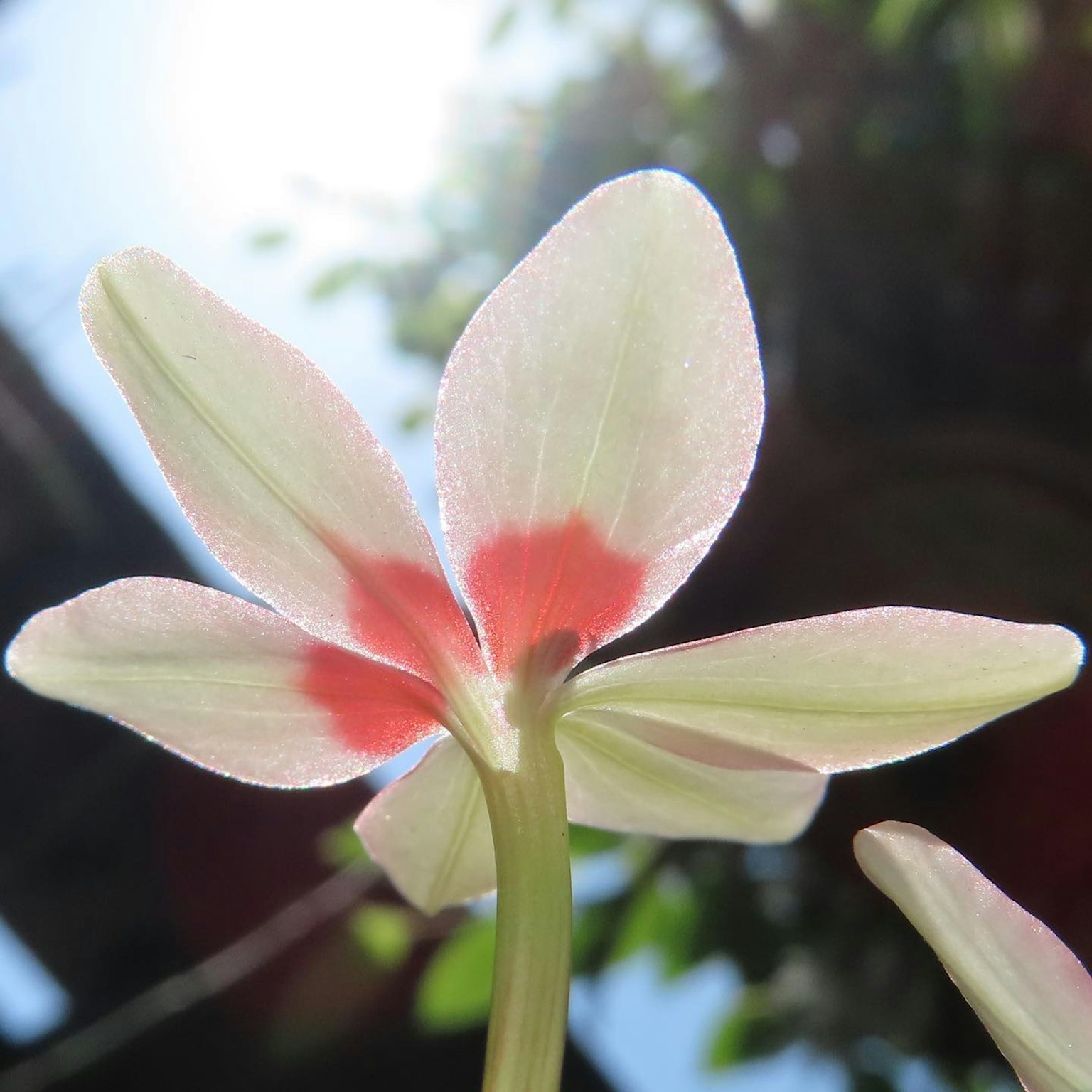 Close-up bunga dengan kelopak merah muda pucat dan putih
