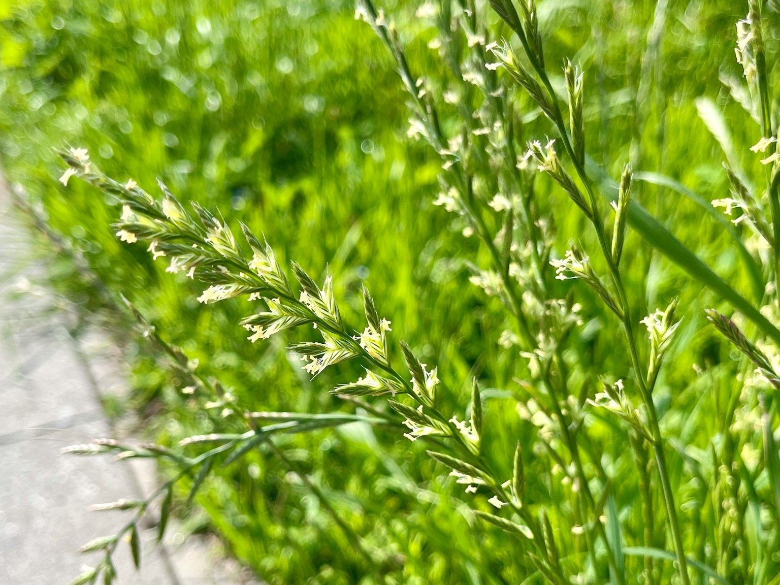 Close-up of grass with green blades and small flowers