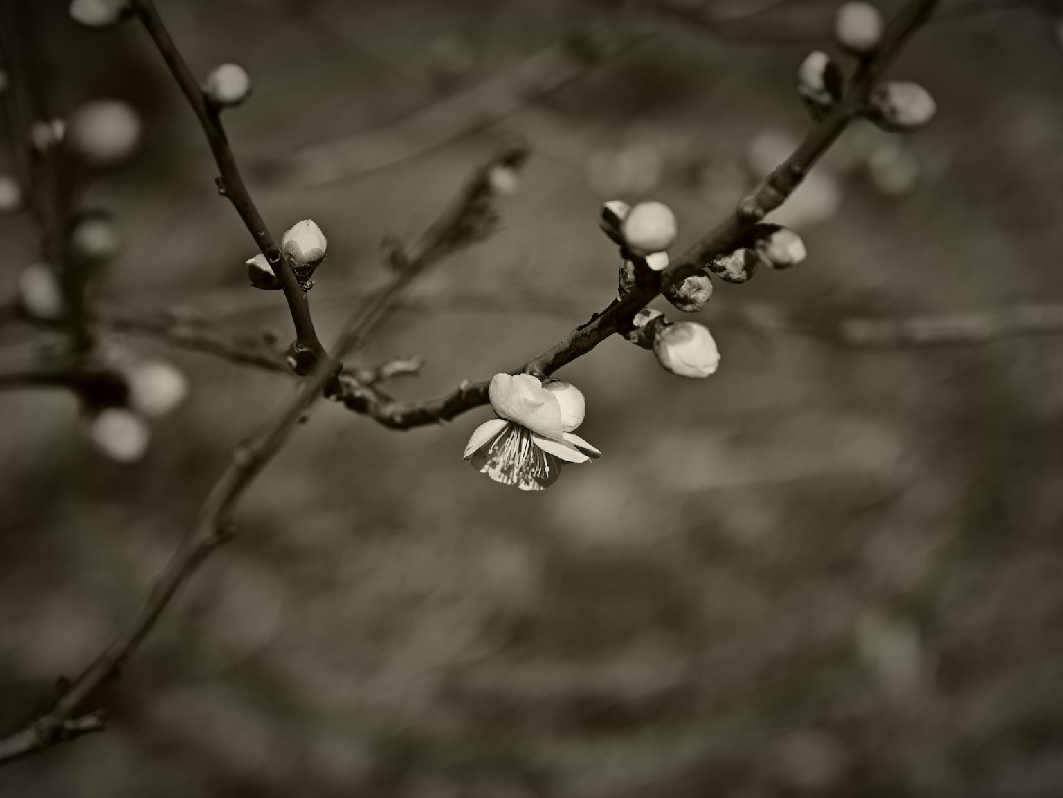 Foto en blanco y negro de una rama con flores blancas y botones