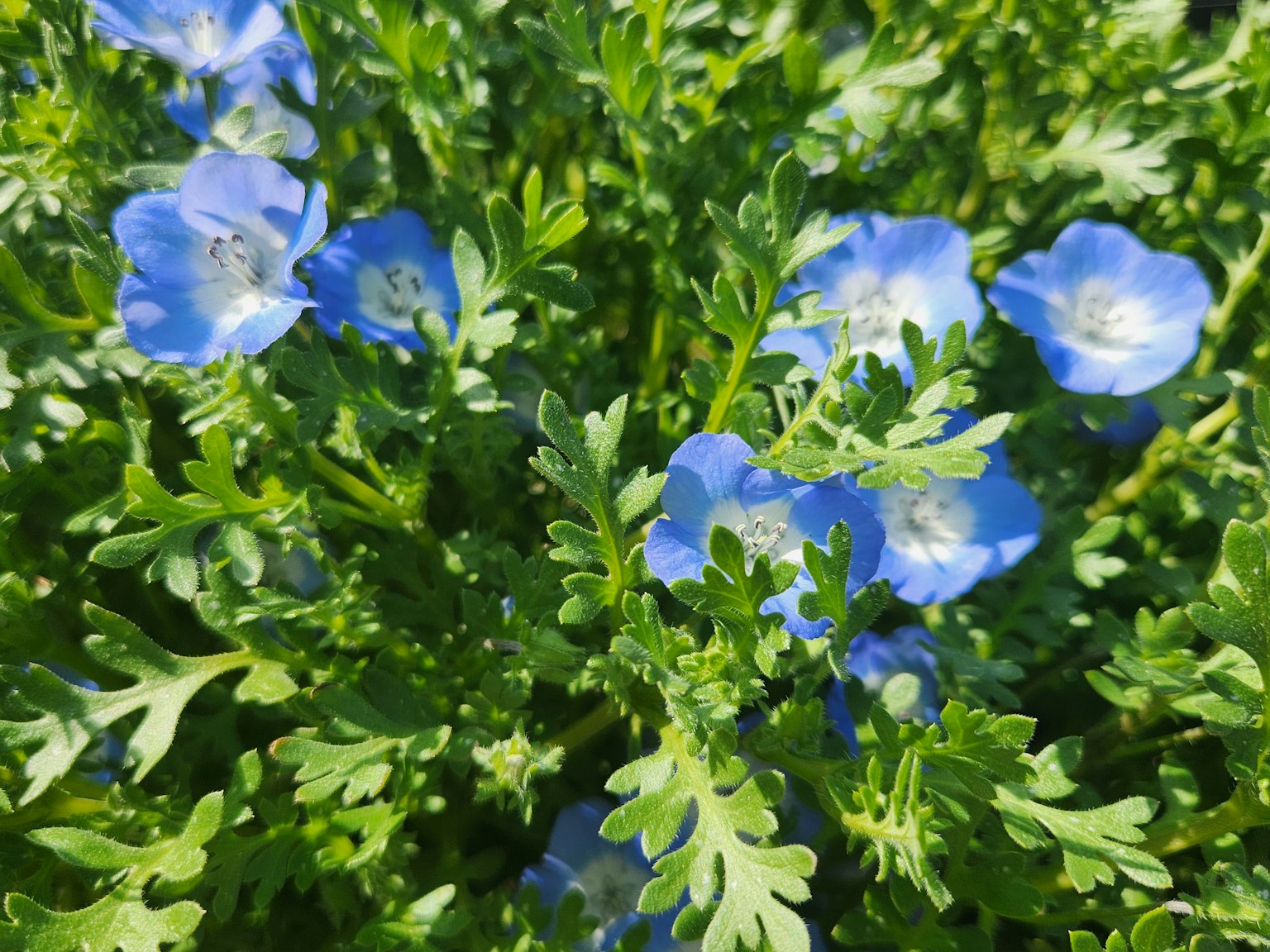 Gros plan d'une plante avec des fleurs bleues et des feuilles vertes
