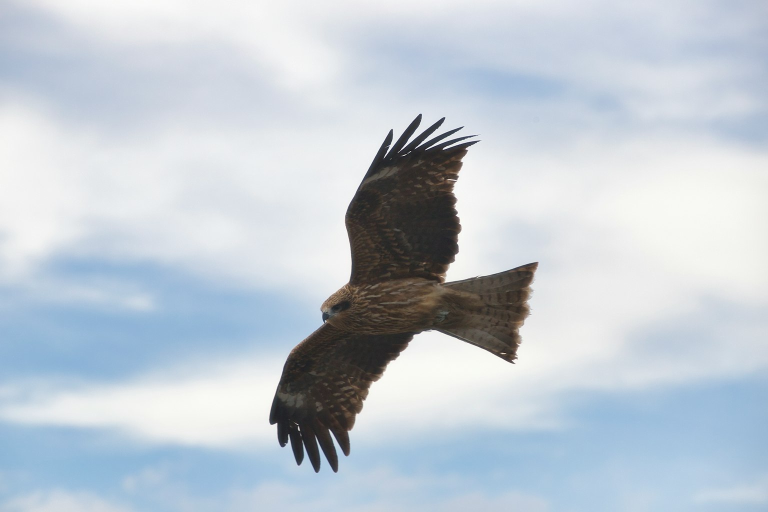 Un rapace che vola nel cielo con le ali spiegate e uno sfondo di cielo blu