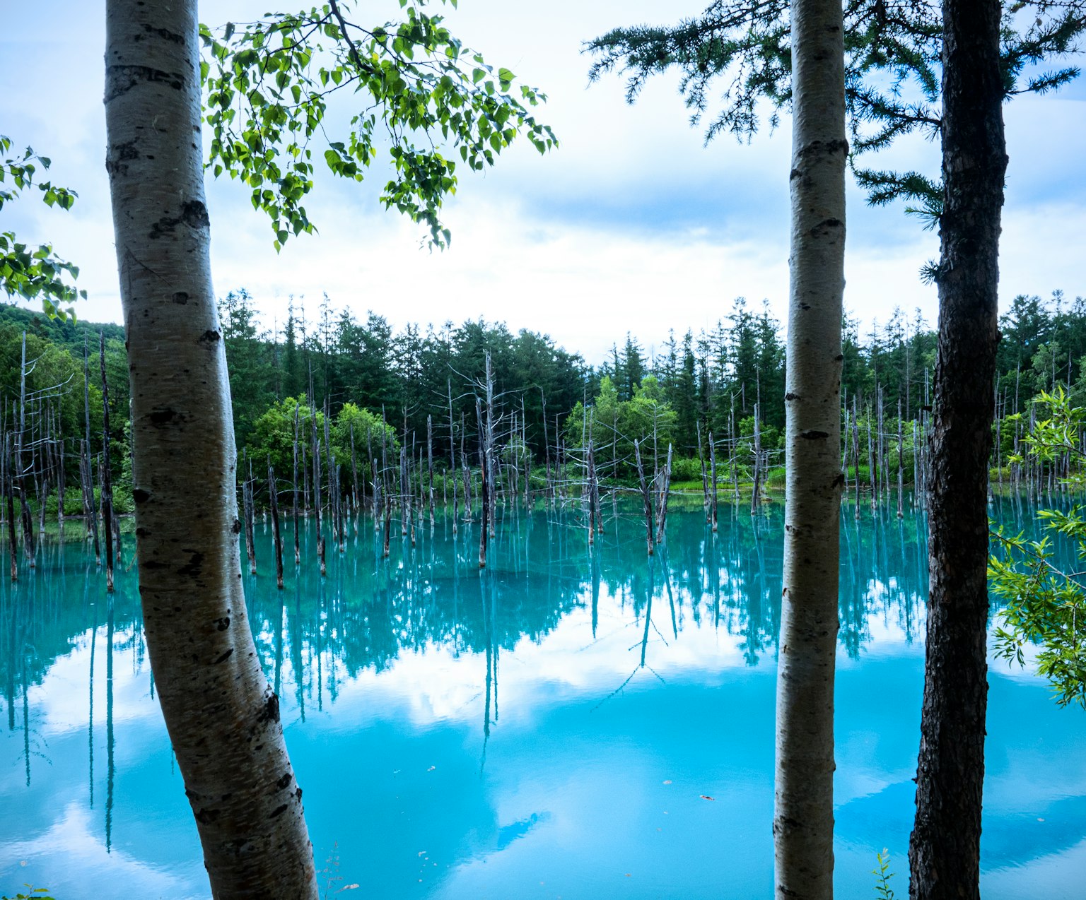 宁静的湖泊景色，蓝色水面和高大的树木倒映