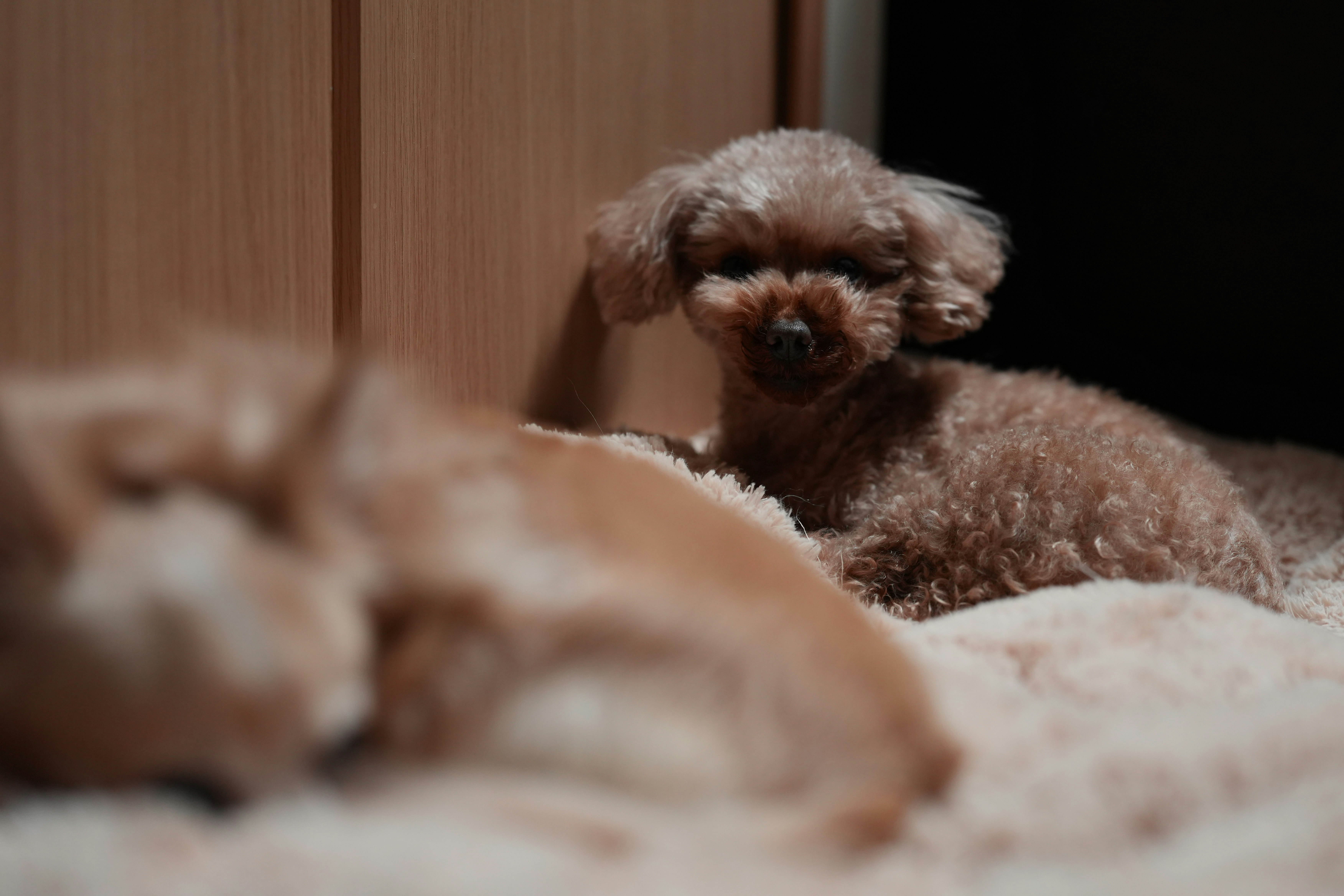 ベッドの上で丸くなる犬