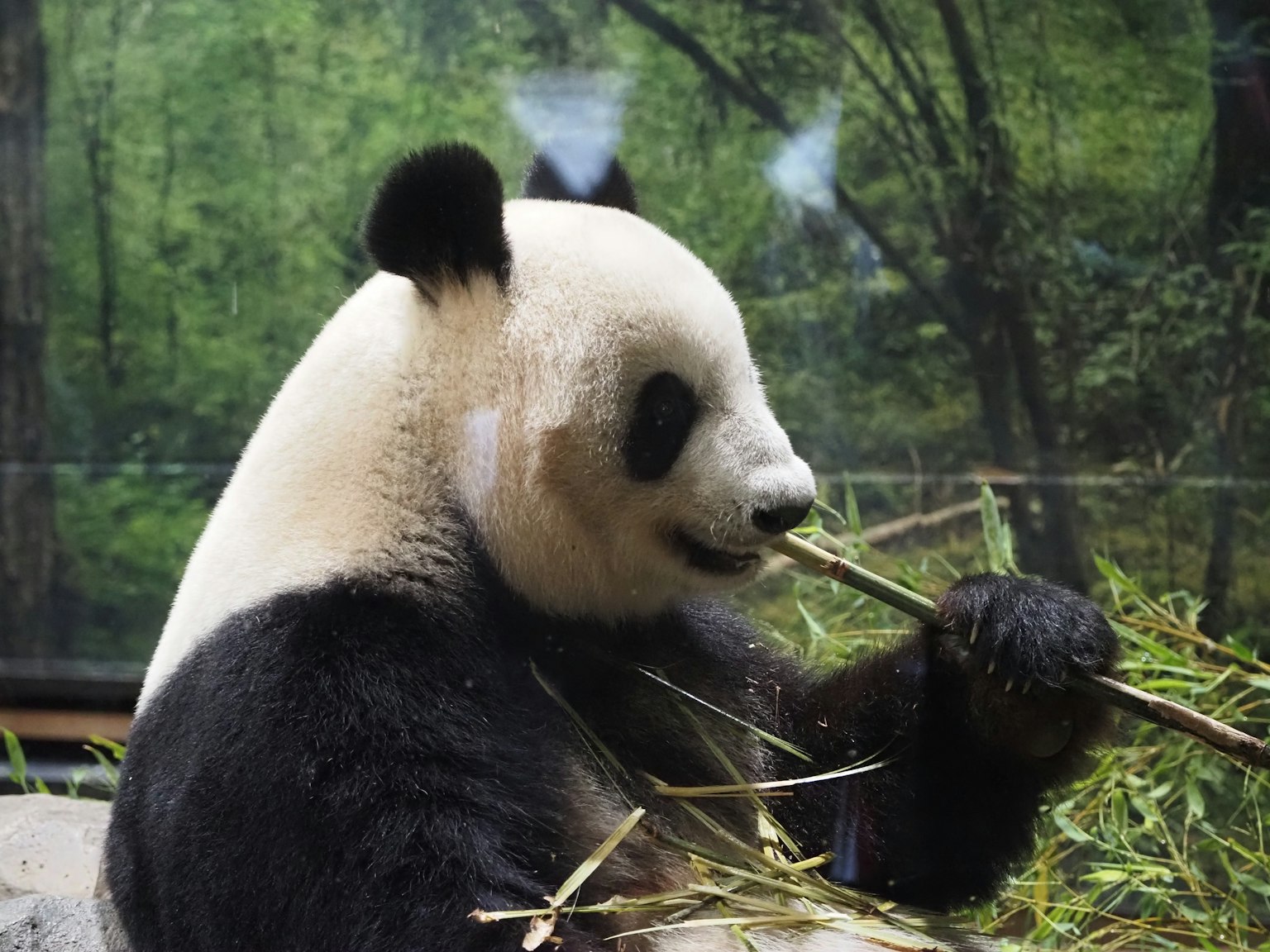 Panda sedang makan bambu dengan latar belakang hijau
