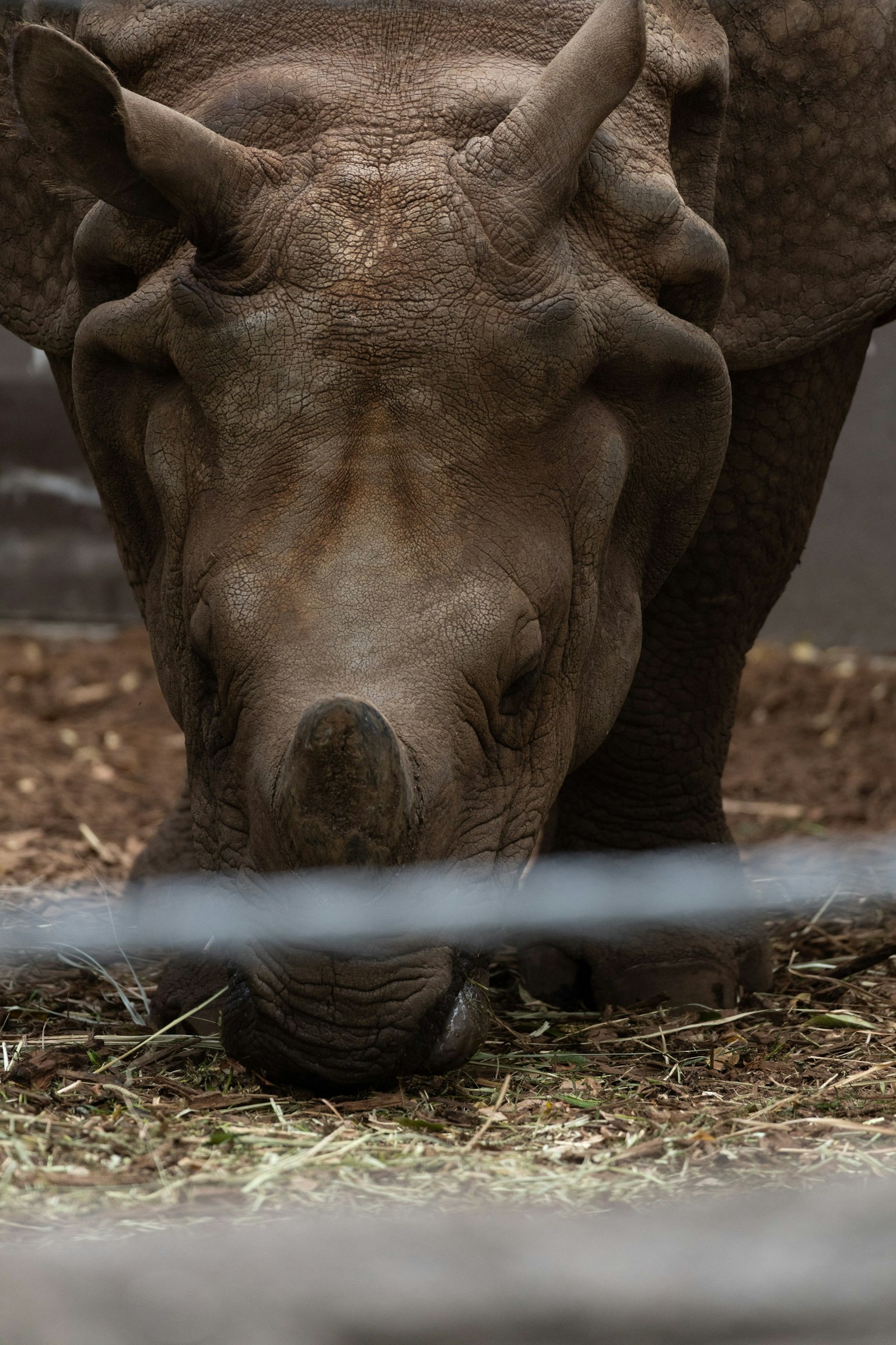 Close-up of a rhinoceros eating grass