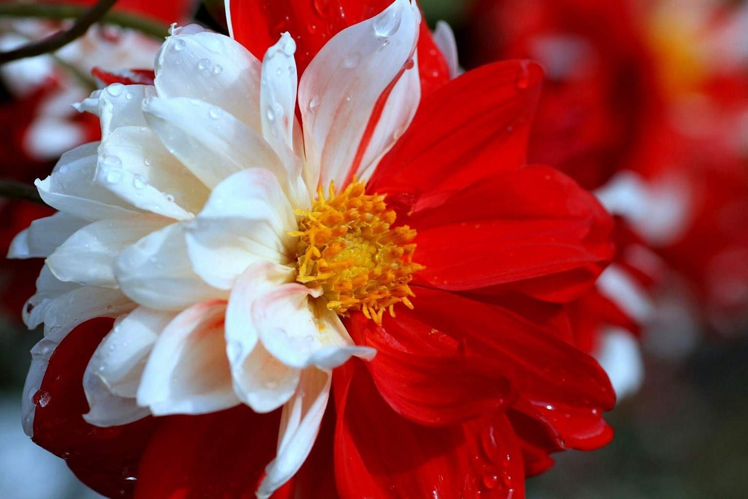 Cánh hoa dahlia đỏ và trắng lấp lánh với giọt nước