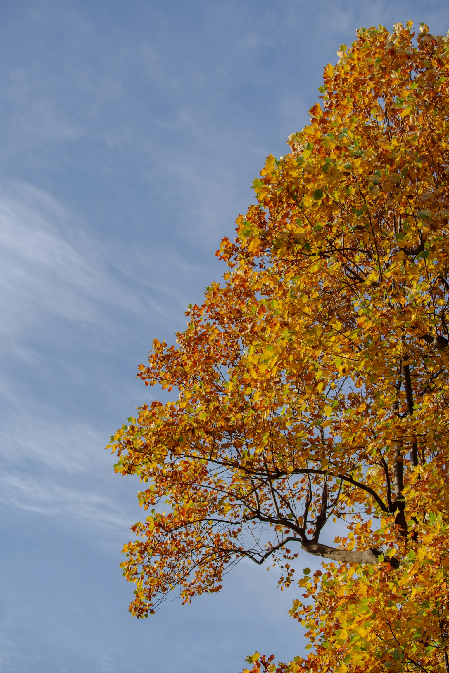 Oben eines herbstlichen Baumes mit leuchtend gelben Blättern vor einem blauen Himmel
