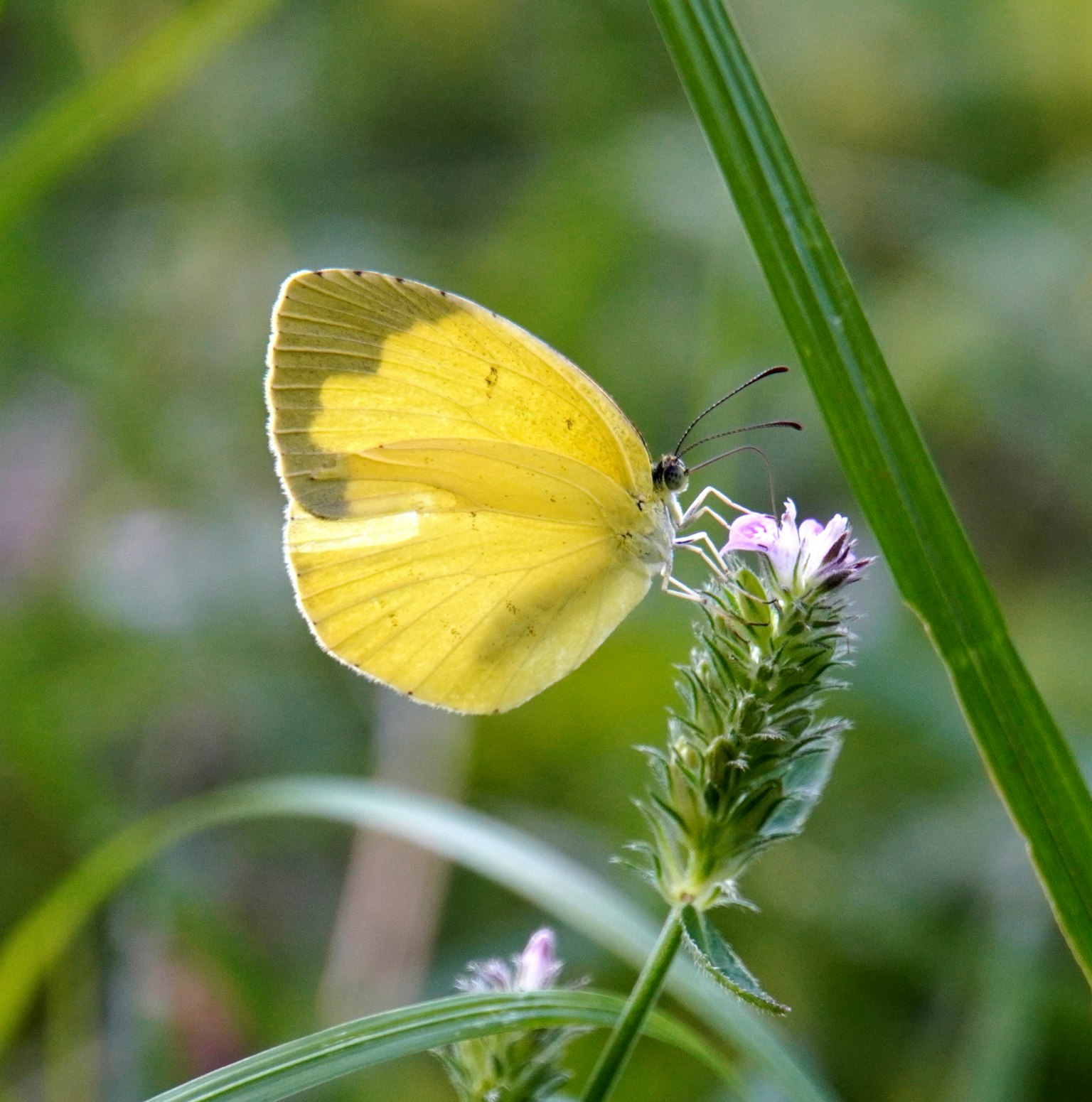 Papillon jaune posé sur une fleur violette