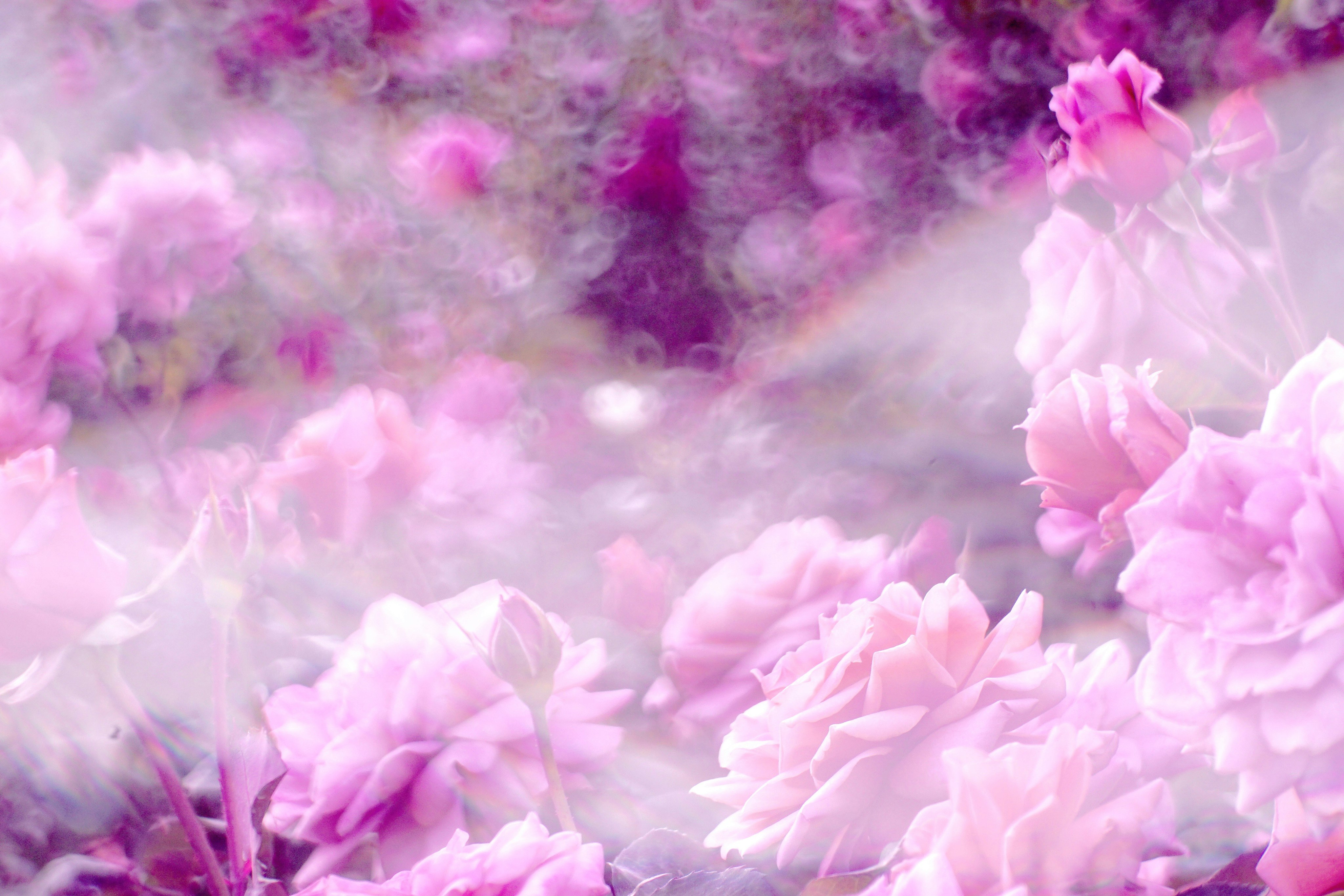 ピンクの花びらが舞う幻想的な花畑のような情景