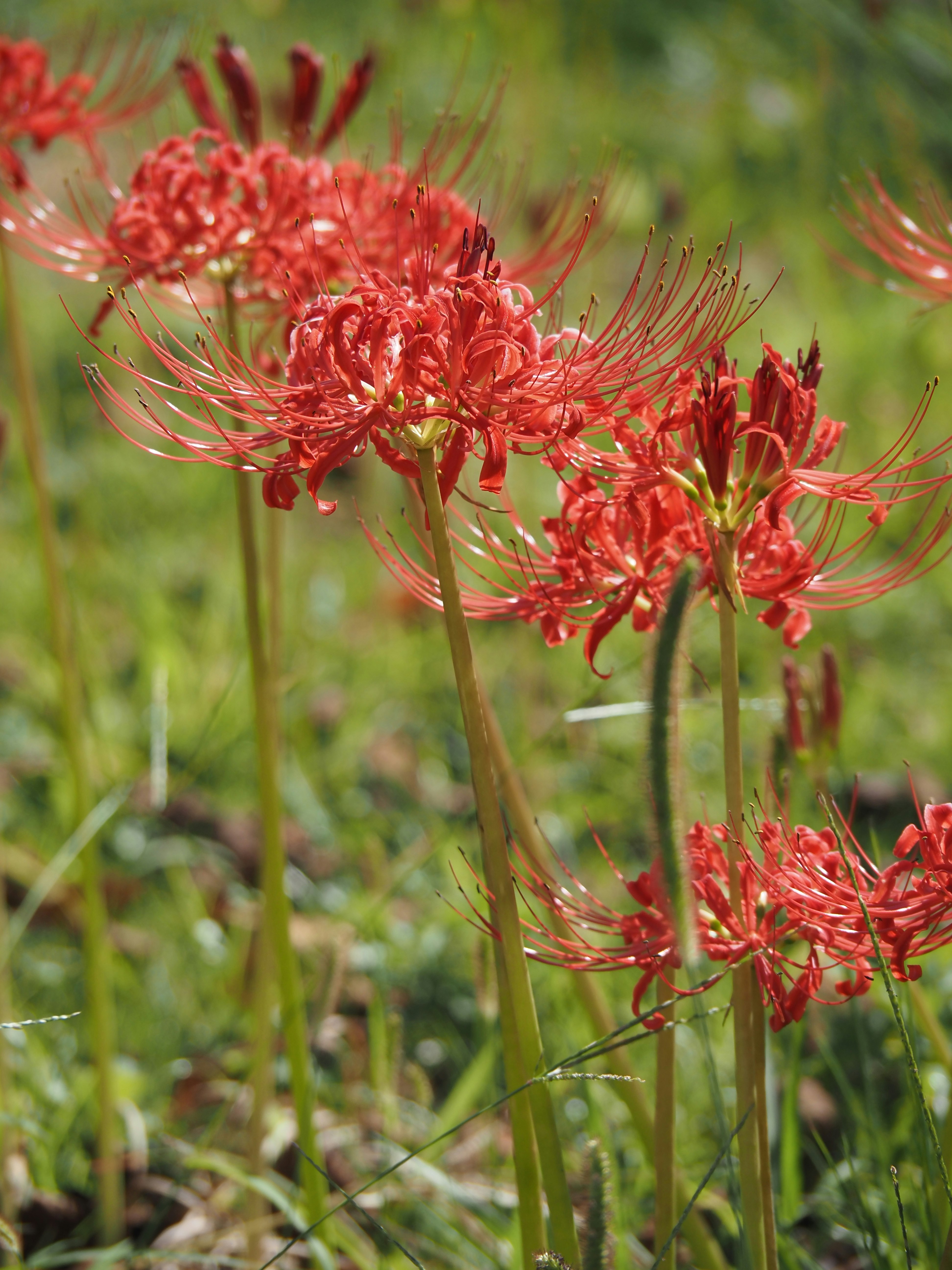 Cluster roter Spinnenlilien, die auf einer grasbewachsenen Fläche blühen