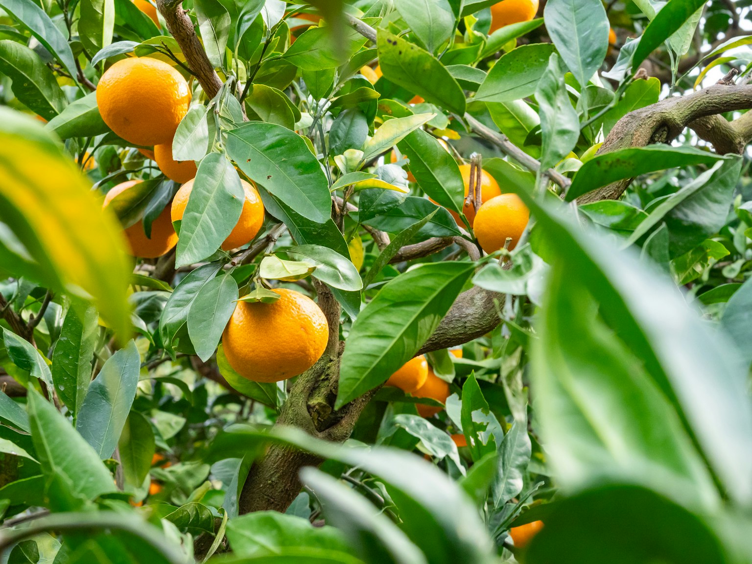 Rami di un albero con frutti arancioni e foglie verdi