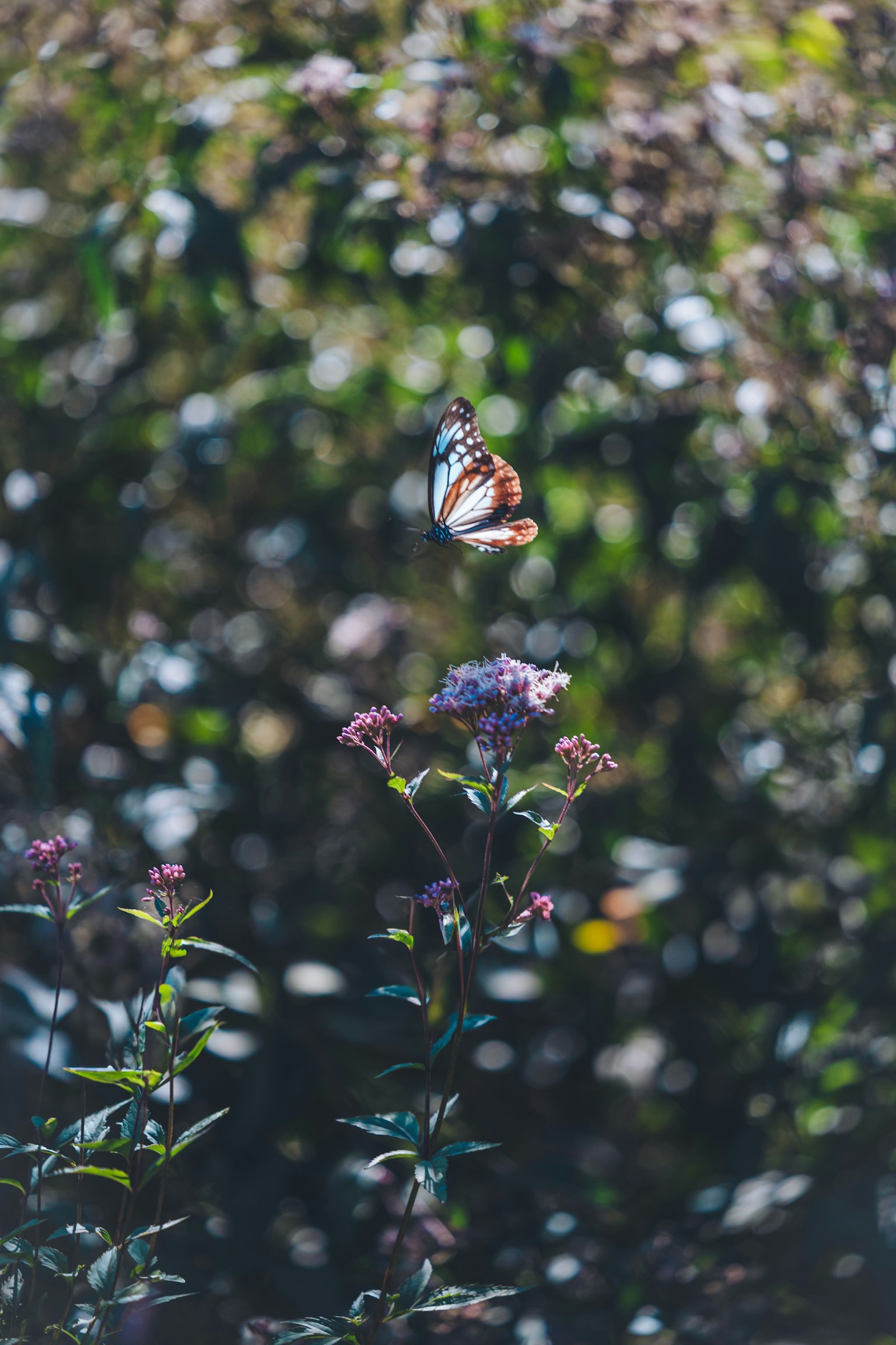 Un papillon planant au-dessus d'une fleur dans un environnement verdoyant