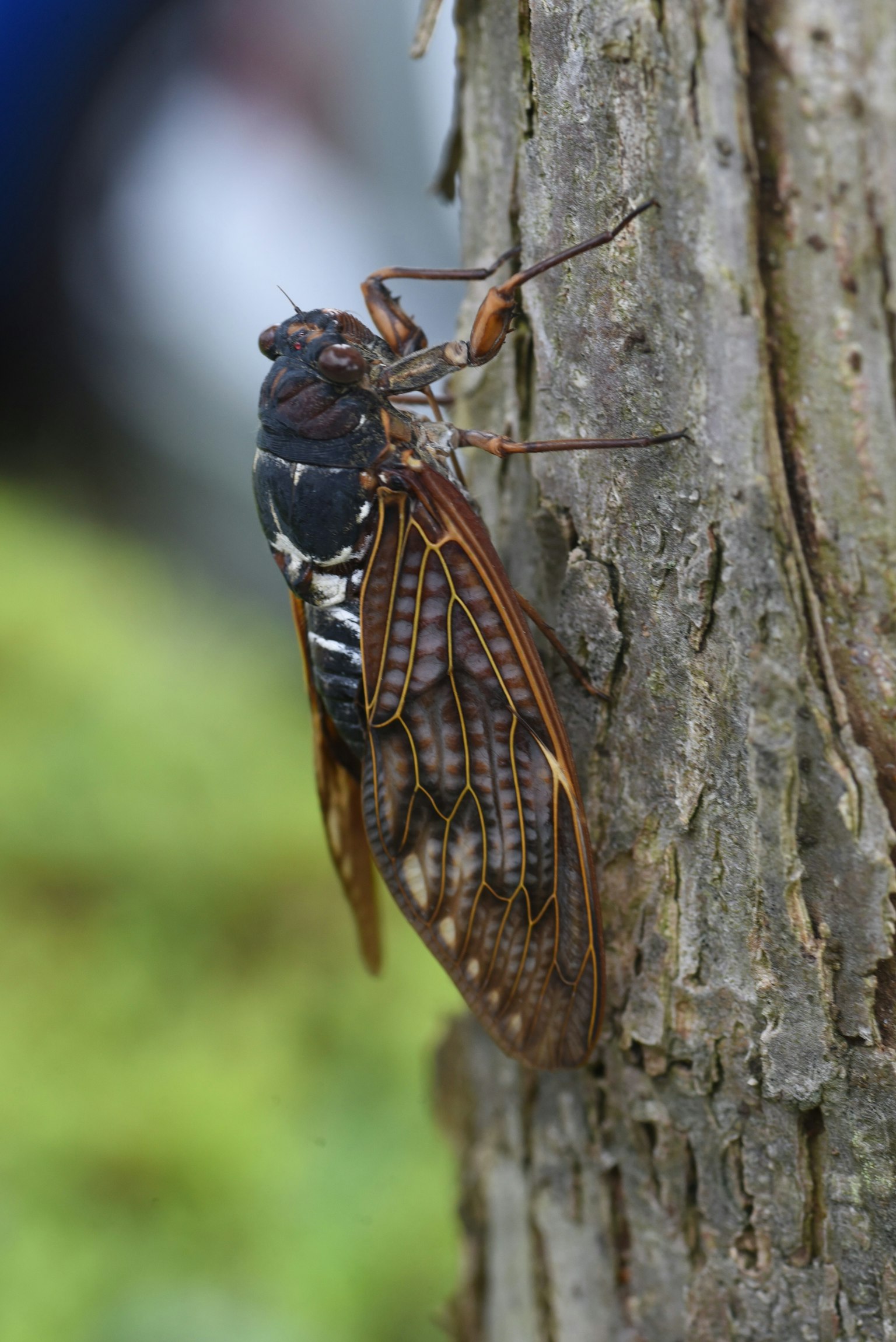 Gros plan d'une cigale perchée sur un tronc d'arbre