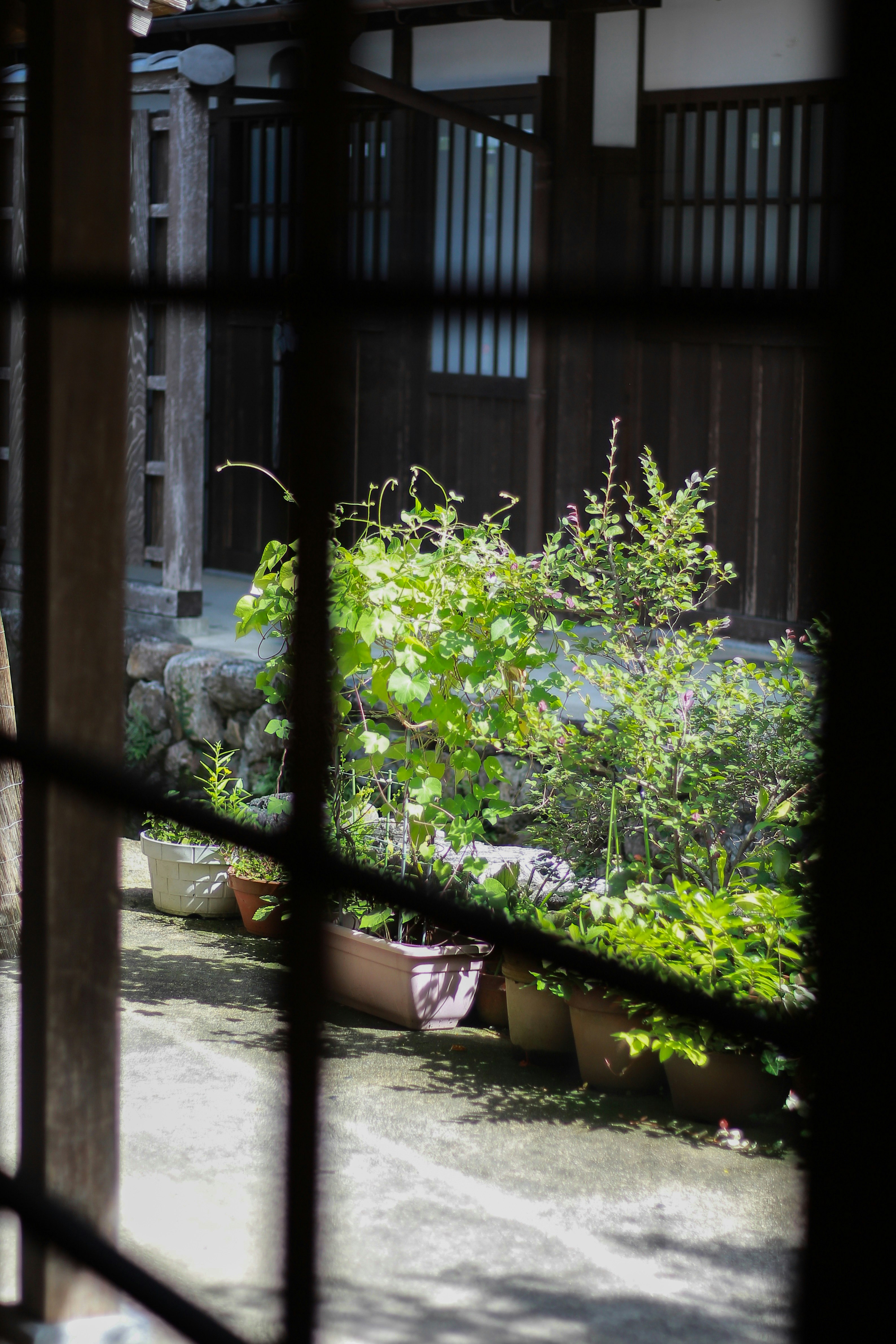 格子越しに見える中庭の鉢植えと石畳の小道