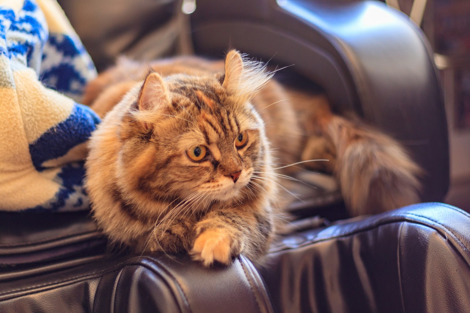 棕色毛发的猫休息在沙发的靠背上