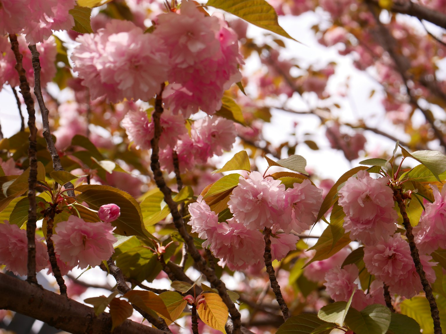 Pemandangan musim semi yang indah dengan bunga sakura yang mekar dan daun hijau