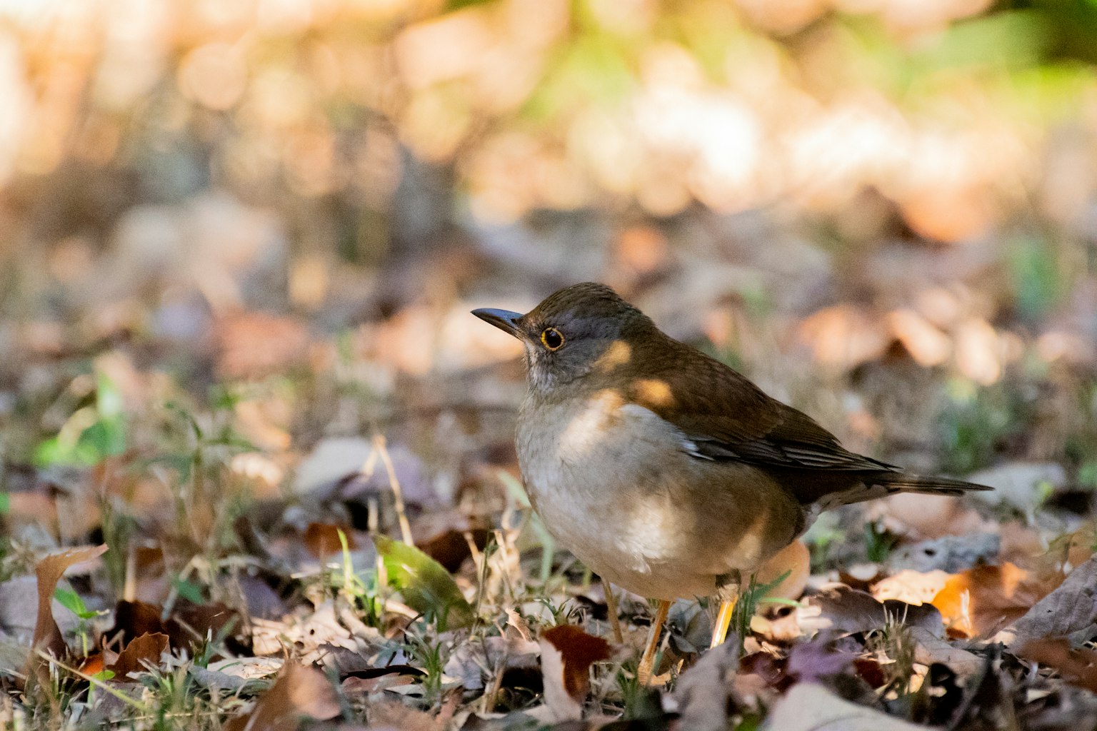 Bild eines kleinen Vogels auf dem Boden mit einem Hintergrund aus gefallenen Blättern und sanftem Licht
