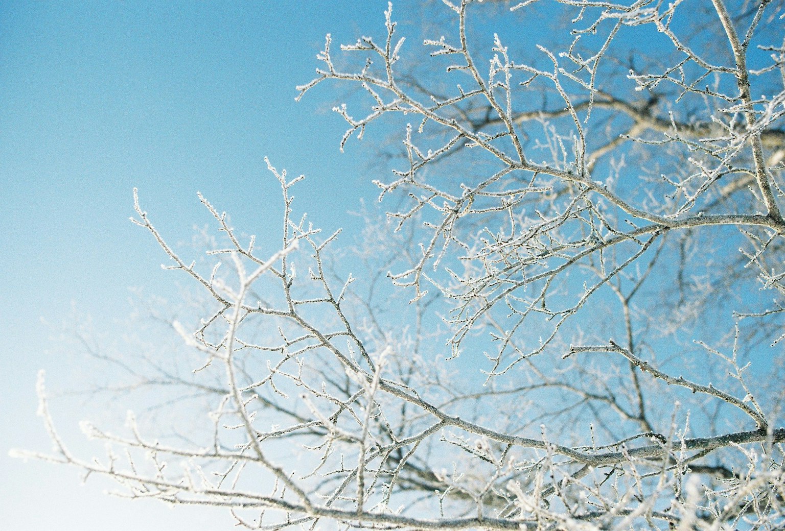 藍天下霜凍的樹枝