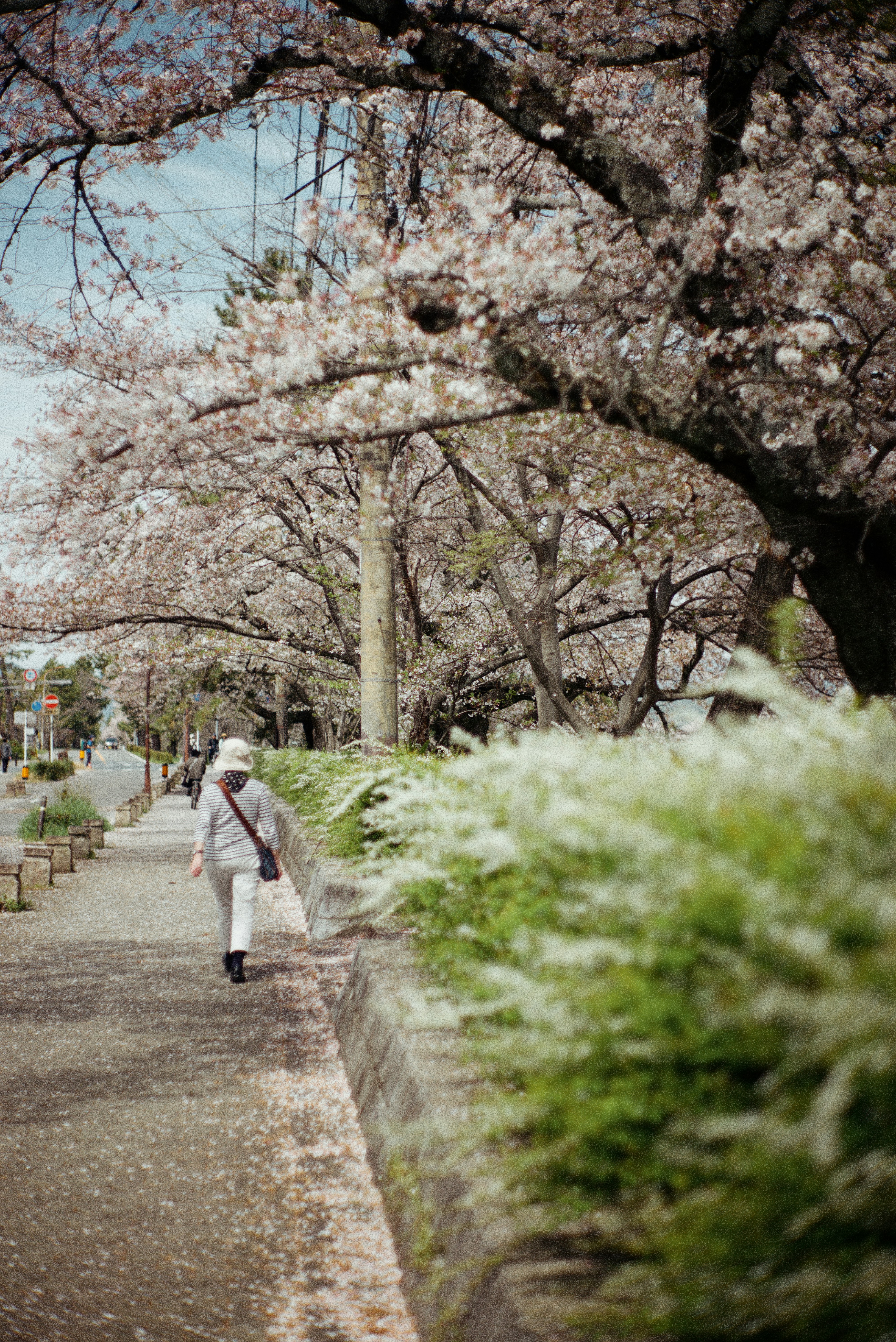 鴨川沿いの桜並木を歩く人々の春の路地