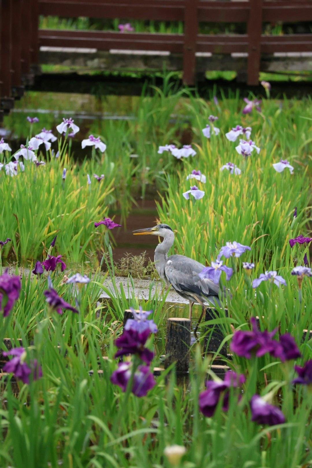 花と緑の庭で佇む鳥の姿