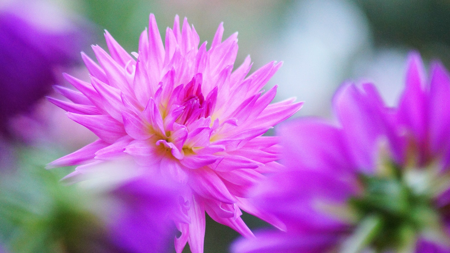 선명한 분홍색 꽃이 초점에 있고 배경에는 흐릿한 보라색 꽃이 있다