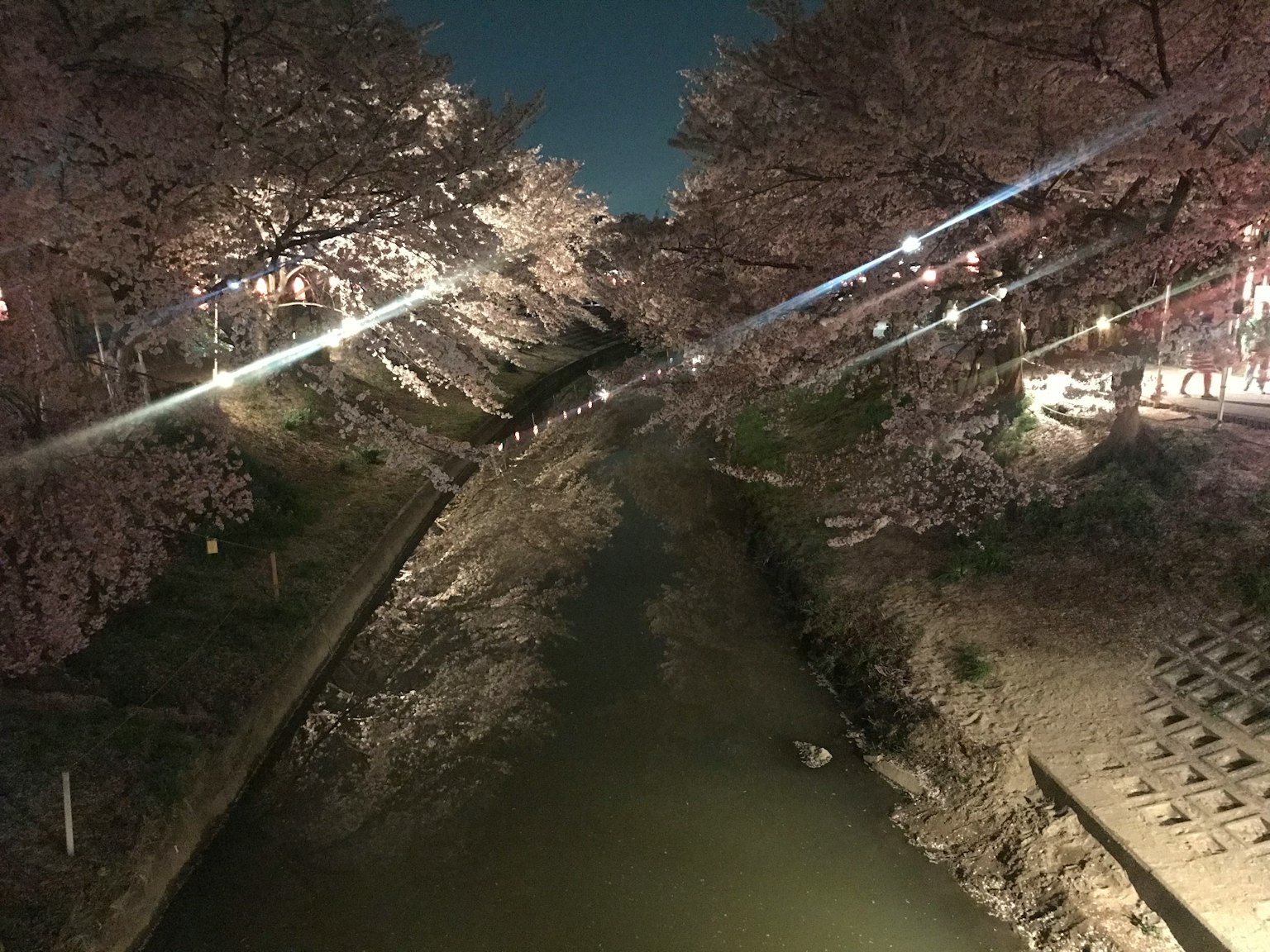ทิวทัศน์ที่สวยงามของดอกซากุระริมแม่น้ำในเวลากลางคืนพร้อมเส้นทางที่มีแสงสว่าง