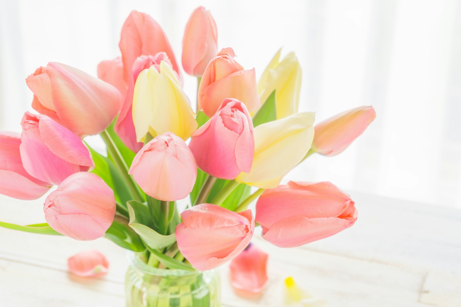 Một bó hoa tulip hồng và vàng trong bình thủy tinh gần cửa sổ sáng