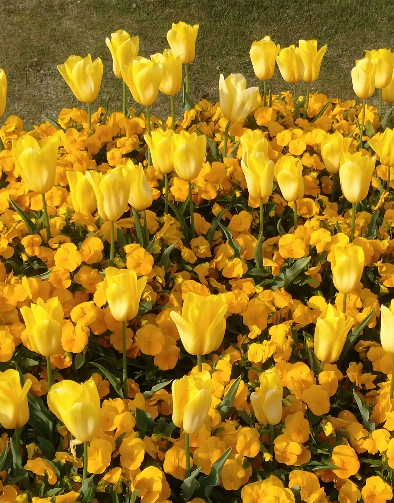 Un'esposizione vibrante di tulipani gialli e fiori arancioni in un giardino