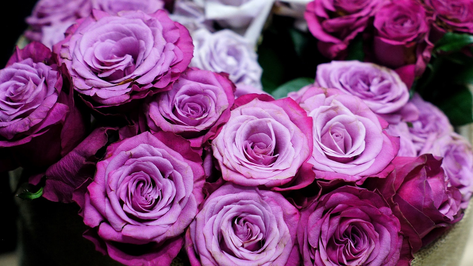 Un bouquet di rose viola vivaci in diverse sfumature