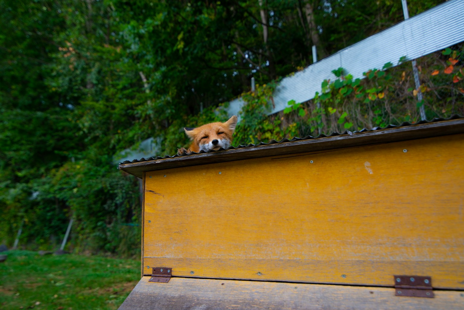 A dog resting on a wooden structure surrounded by greenery