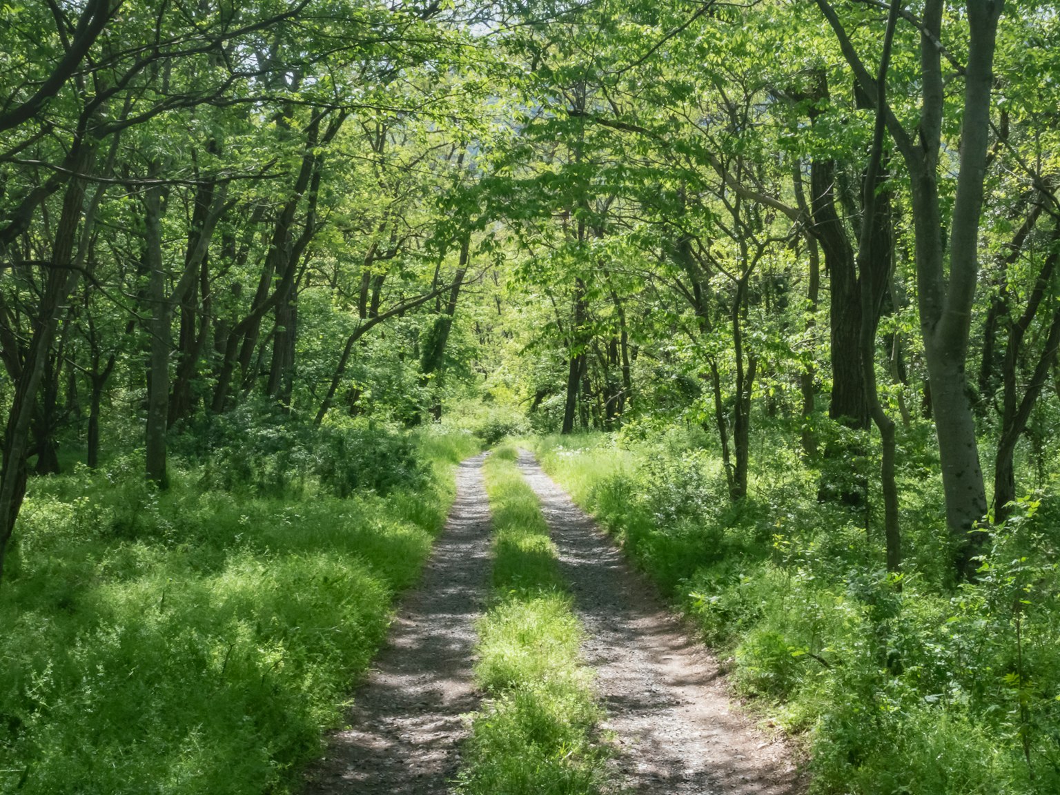 Chemin pittoresque entouré d'arbres verts luxuriants