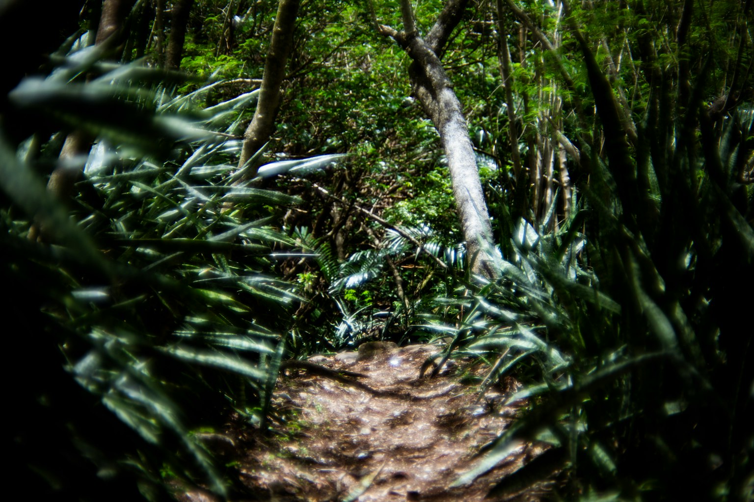 Ein schmaler Weg, umgeben von üppigen grünen Pflanzen in einem Wald
