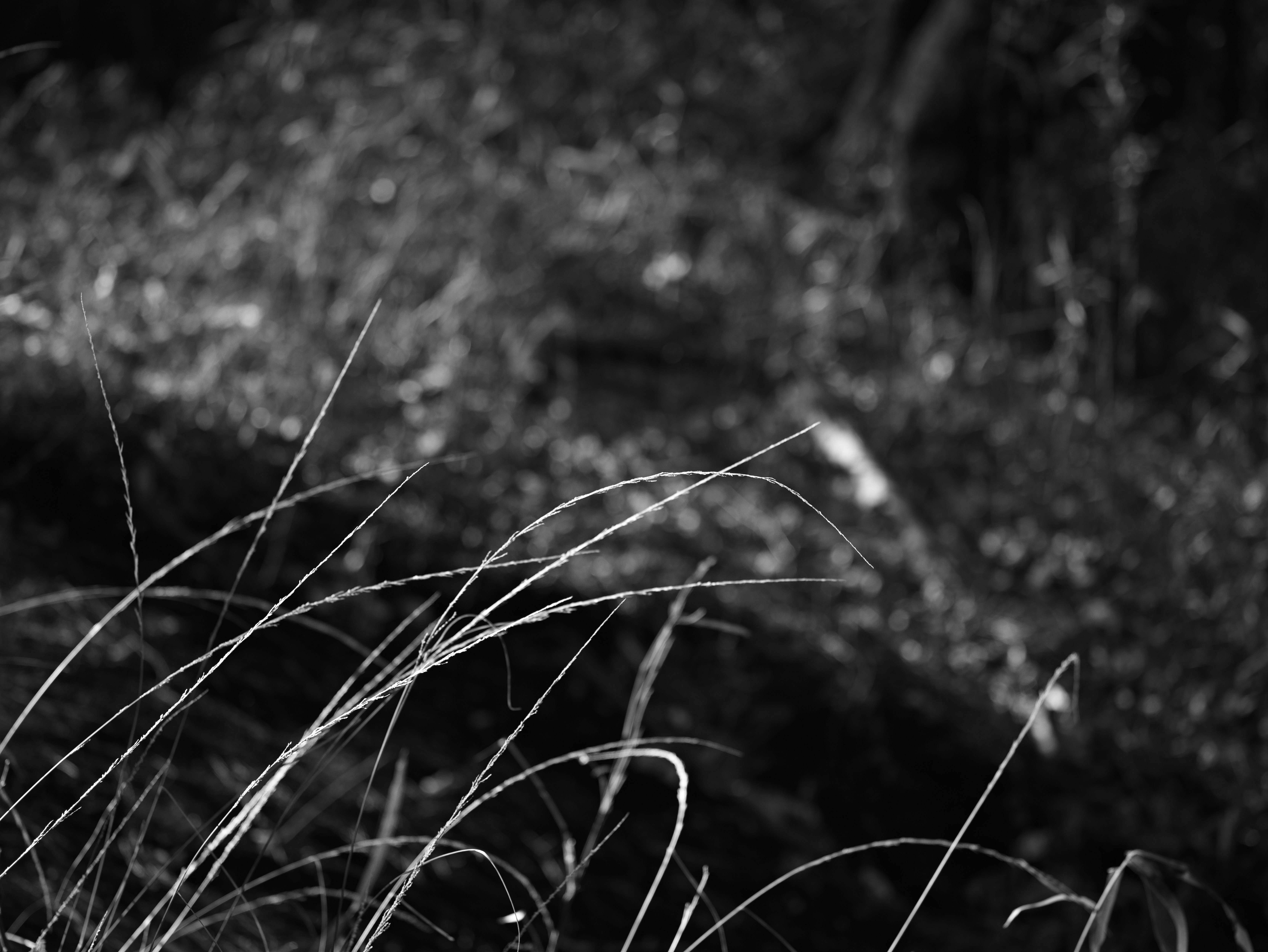scène naturelle avec de fines tiges d’herbe dans les broussailles