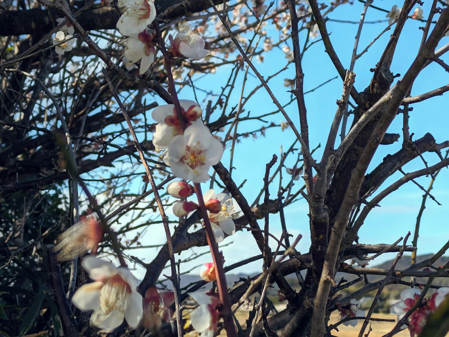 Acercamiento de flores de ciruelo en ramas bajo un cielo azul