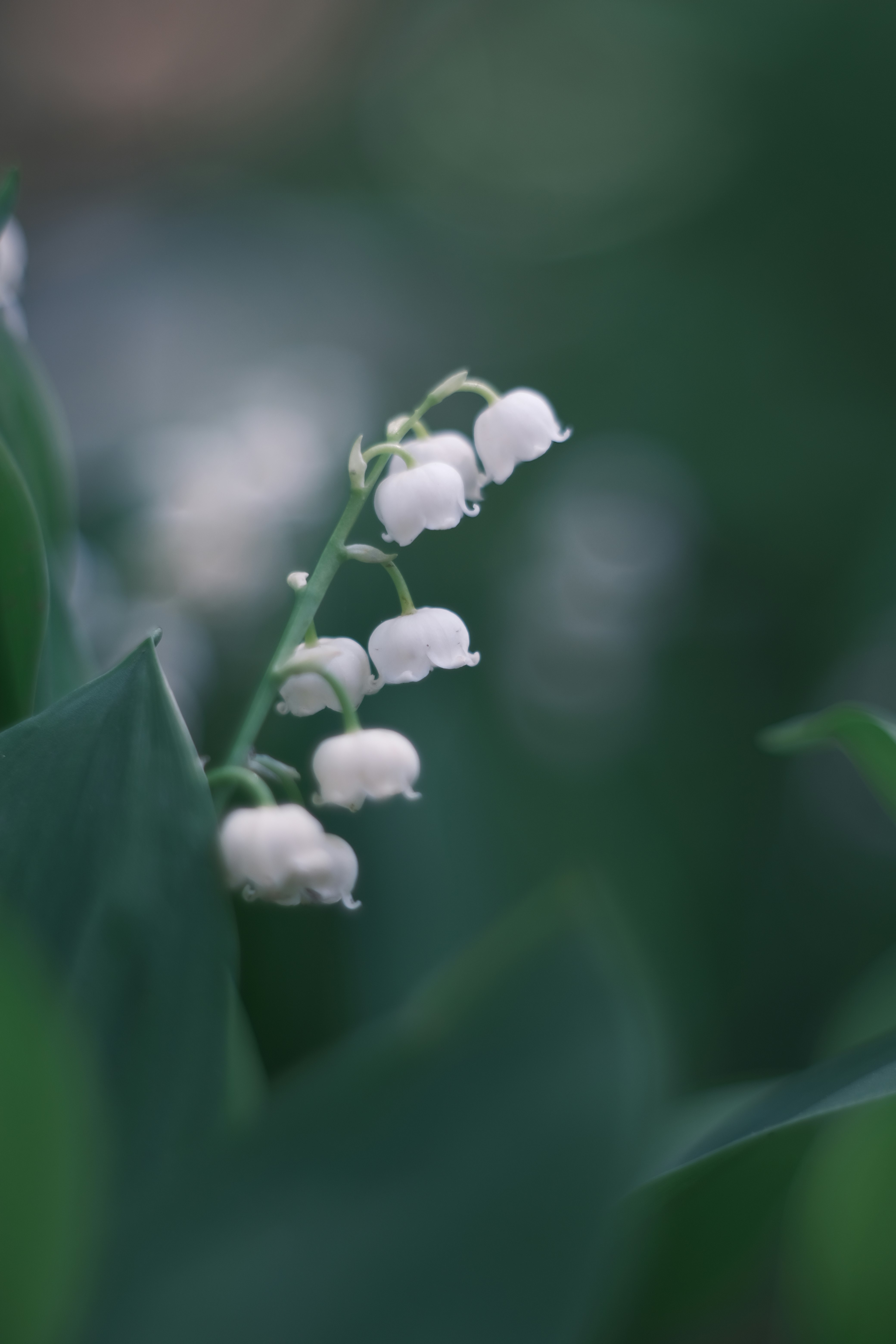 鈴蘭花簇與葉片虛化背景